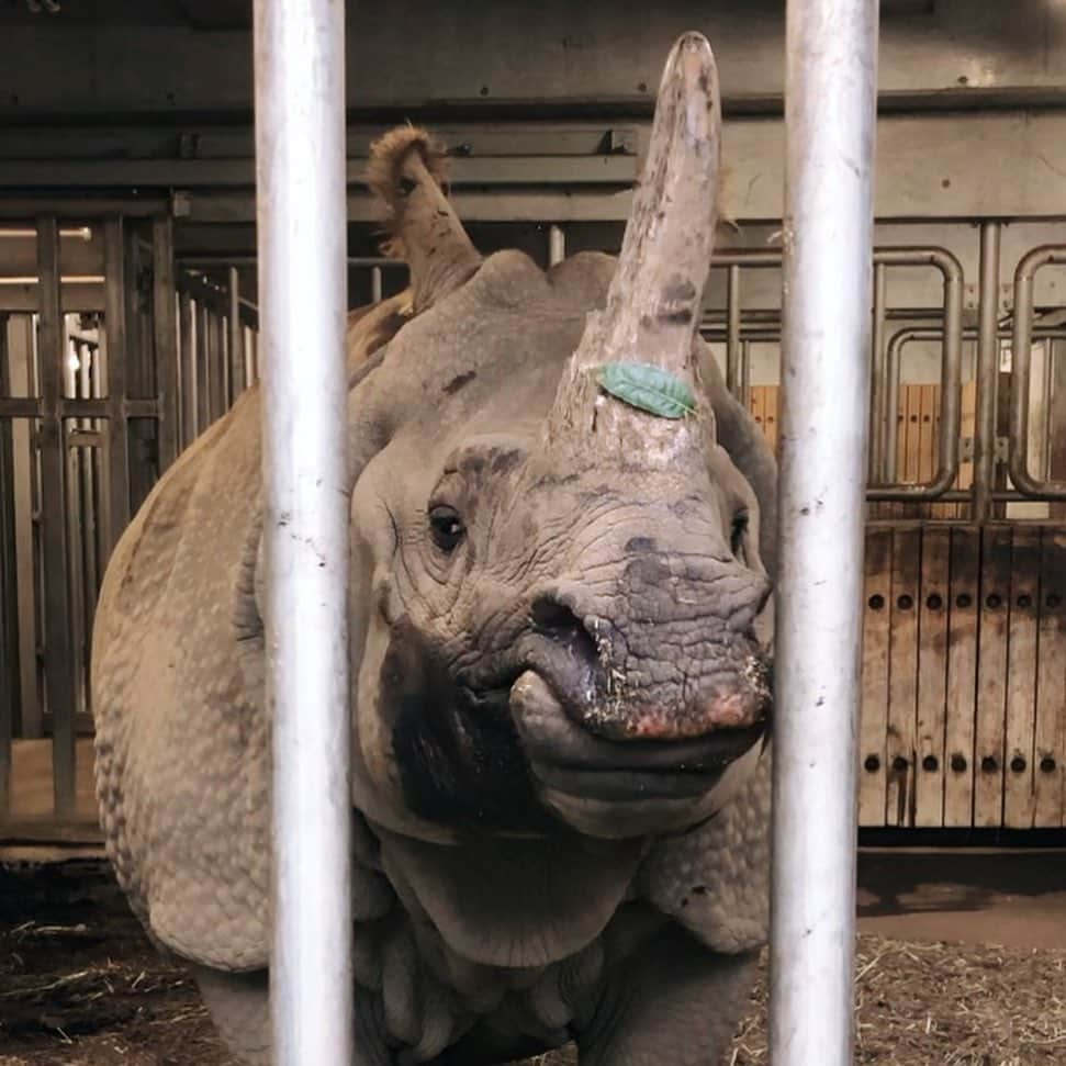 竹内一希さんのインスタグラム写真 - (竹内一希Instagram)「多摩動物公園のイラスト、お次はサイです。 多摩動物公園にはタヌキもいるんですが、この日は隠れてしまっていたのか一匹も観れませんでした。 まあしょうがないと他の動物を回っているとウソみたいに葉っぱをつけたサイと遭遇。 僕はタヌキも観れたとカウントしてます。  #多摩動物公園  #サイ  #タヌキ  #イラスト」10月26日 22時54分 - pitchertakeuchi