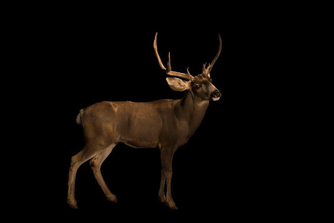 Joel Sartoreのインスタグラム：「Found throughout the western United States, mule deer like this one @southwestwildlife are relatively easy to identify thanks to their large mule-like ears that set them apart from other deer species. During the summer and fall, males will also grow distinctive antlers which they later shed in the spring. Many states have purchased tracts of land in order to protect and maintain the various habitats critical to the mule deer which has helped wild populations of this species remain stable.   #deer #muledeer #animal #mammal #wildlife #photography #animalphotography #wildlifephotography #studioportrait #PhotoArk @insidenatgeo」