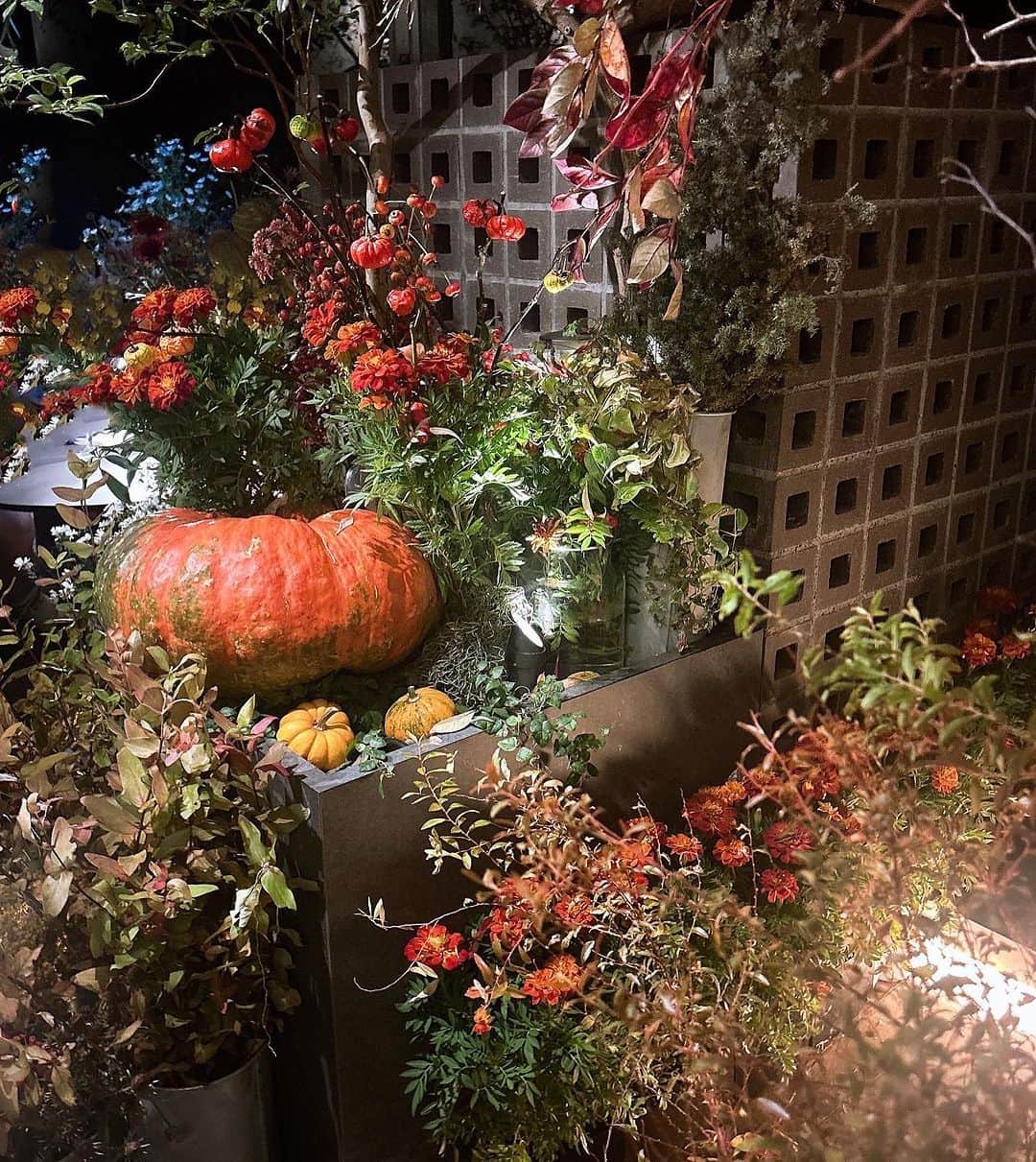 吉田麻衣子さんのインスタグラム写真 - (吉田麻衣子Instagram)「恵比寿フラワーパーク💐さんの内覧会に ご招待いただきました @ebisuflowerpark   1万本の花に囲まれた素敵な空間で 2種類のカクテルとフルーツ盛りをいただきました✨🍸  （カクテルはアルコール、ノンアルコール選べます）  お伺いするのは２回目になりますが 今回は秋のお花で満たされていて とても素敵でした🎃✨  季節ごとに変わるお花の空間 大切な日や　お花に癒されたい日に是非行ってみてほしいです  恵比寿フラワーパーク 💐会員制 💐住所非公開  #PR #恵比寿フラワーパーク #恵比寿バー #恵比寿 #フラワーパーク #ebisuflowerpark  #ebisu #flowers  #instahappy  #instafollow  #instalike #instagood」10月26日 23時09分 - maiko.yoshida