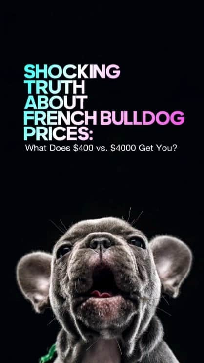 French Bulldogのインスタグラム：「🔥NEW BLOG POST🔥 😱 The Shocking Truth About French Bulldog Prices: What Does $400 vs. $4000 Get You?   ✅️ Uncover the startling differences between the lower and upper ends of French Bulldog pricing and what it really means for you as a buyer! 🐾❤️  . . . . .  #bullyinstafeature #bulldogfrances #ブヒ#frenchiepup #bullygram #bullybreeds #愛犬 #bully #bullyworld #instafrenchie #불독 #bulldogfrancese #フレンチブルドッグ #bouledogue #french_bulldogs #bullynation #フレブル #bullylife #bulldogsofig #loveabully #adorabull」