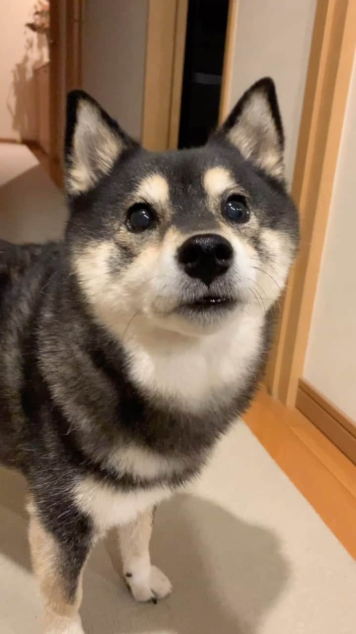 吾子のインスタグラム：「・ ・ みなわんこんばんわ🐶❤️ ・ お散歩あとのミルク🥛をいただきました✨ ・ 雪虫多くて最悪ですわん🐶💦 ・ 今年は異常…🥶 ・ ・ ・ ・ ・  2024 Acoshiba calendar on sale! It's a good deal because the yen is cheap! Please go to the sales page from the link in the profile.  ・ #虫嫌いは今は来ないで札幌 #口に入ります🪰 #sapporo  ・ 北海道の柴犬 #柴北会 の皆ワン🐶涼しくなってきたね〜🐶✨ ・ #adorable #instadog#shibainu#dog#柴犬ライフ #instashiba#柴犬マニア #9gag #barked #kuroshiba#socute #cutedog#いぬのきもち #黒柴 #dogstagram_japan」