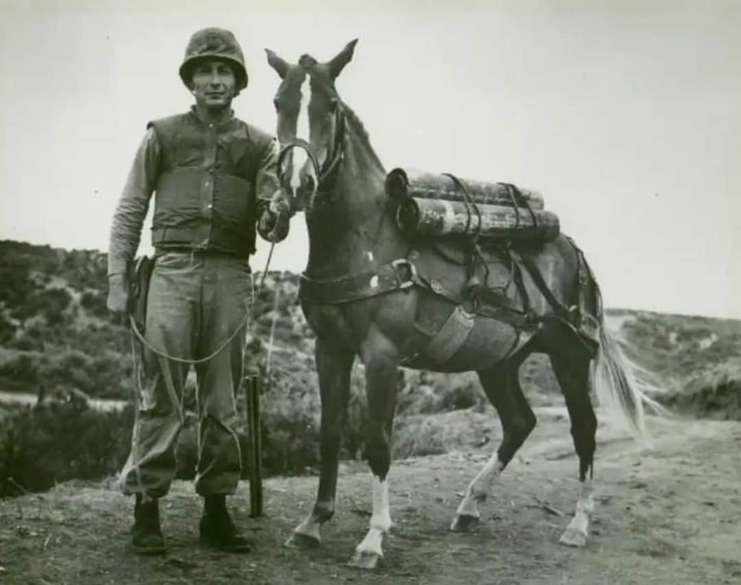 アメリカ海兵隊さんのインスタグラム写真 - (アメリカ海兵隊Instagram)「#OTD in 1952, Staff Sgt. Reckless entered service with the Marine Corps during the Korean War.   In the fall of 1952, elements of the @1stMarDiv sat atop several hills close to the 38th Parallel, holding back Chinese Communist forces. The hills were so steep no vehicles could help the Marines move supplies up and wounded down. In search of assistance, 1st Lt. Eric Pederson requested and received permission to purchase a horse to help with resupply needs.   For $250, Pederson was able to purchase a racehorse from a young boy at a horse racetrack in Seoul. Upon arrival at the front lines the Marines put the horse, named Ah Chim Hai, through a shortened “hoof” camp. The training ensured Ah Chim Hai could avoid barbed wire, take cover during combat, move around unaided by a handler and run communication cables from various points on the battlefield.   Ah Chim Hai quickly gained the respect of the Marines, who renamed her Reckless, the slang name given to the 75mm recoilless rifle the unit used. Reckless became so efficient at assisting the Marines that Chinese forces would attempt to neutralize her on more than one occasion. The Marines responded in kind, utilizing their well-stocked reserves of ammunition that Reckless provided to them. For her actions at the Battle of Outpost Vegas, Reckless was promoted to Corporal.   Reckless would eventually be transported back to the United States and be promoted to Sergeant and then again to Staff Sergeant by Commandant of the Marine Corps, General Randolph Pate. Reckless would spend her years after the war in Camp Pendleton and was retired from active service on 10 November 1960. She was provided free quarters and feed in lieu of retirement pay until her death in May 1968.   Some of Reckless’ awards include two Purple Hearts, two Presidential Unit Citations, a Navy Unit Commendation, a Marine Corps Good Conduct Medal, and the French Fourragère for service with the 5th Marine Regiment.   In 2013, a monument was unveiled at the National Museum of the Marine Corps to honor SSgt Reckless’ service to the country, with an additional monument unveiled in 2016 at Camp Pendleton.   #USMC #Marines」10月26日 23時25分 - marines