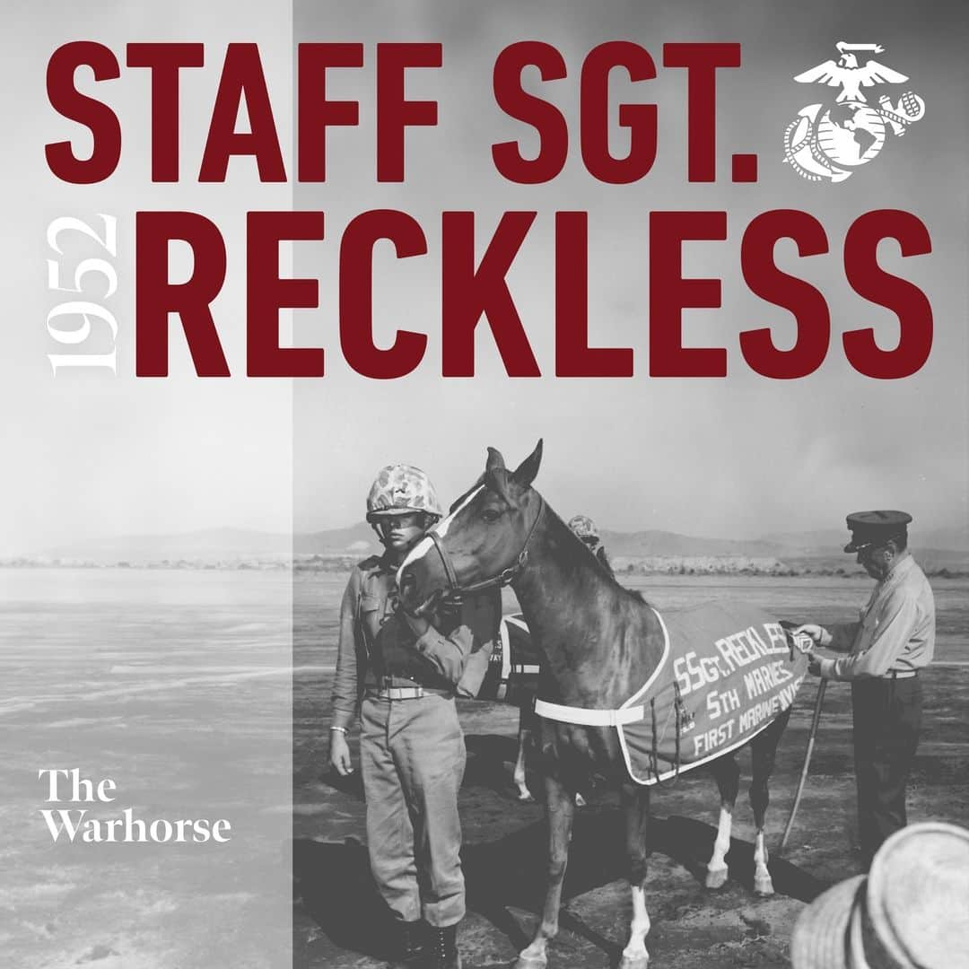 アメリカ海兵隊のインスタグラム：「#OTD in 1952, Staff Sgt. Reckless entered service with the Marine Corps during the Korean War.   In the fall of 1952, elements of the @1stMarDiv sat atop several hills close to the 38th Parallel, holding back Chinese Communist forces. The hills were so steep no vehicles could help the Marines move supplies up and wounded down. In search of assistance, 1st Lt. Eric Pederson requested and received permission to purchase a horse to help with resupply needs.   For $250, Pederson was able to purchase a racehorse from a young boy at a horse racetrack in Seoul. Upon arrival at the front lines the Marines put the horse, named Ah Chim Hai, through a shortened “hoof” camp. The training ensured Ah Chim Hai could avoid barbed wire, take cover during combat, move around unaided by a handler and run communication cables from various points on the battlefield.   Ah Chim Hai quickly gained the respect of the Marines, who renamed her Reckless, the slang name given to the 75mm recoilless rifle the unit used. Reckless became so efficient at assisting the Marines that Chinese forces would attempt to neutralize her on more than one occasion. The Marines responded in kind, utilizing their well-stocked reserves of ammunition that Reckless provided to them. For her actions at the Battle of Outpost Vegas, Reckless was promoted to Corporal.   Reckless would eventually be transported back to the United States and be promoted to Sergeant and then again to Staff Sergeant by Commandant of the Marine Corps, General Randolph Pate. Reckless would spend her years after the war in Camp Pendleton and was retired from active service on 10 November 1960. She was provided free quarters and feed in lieu of retirement pay until her death in May 1968.   Some of Reckless’ awards include two Purple Hearts, two Presidential Unit Citations, a Navy Unit Commendation, a Marine Corps Good Conduct Medal, and the French Fourragère for service with the 5th Marine Regiment.   In 2013, a monument was unveiled at the National Museum of the Marine Corps to honor SSgt Reckless’ service to the country, with an additional monument unveiled in 2016 at Camp Pendleton.   #USMC #Marines」