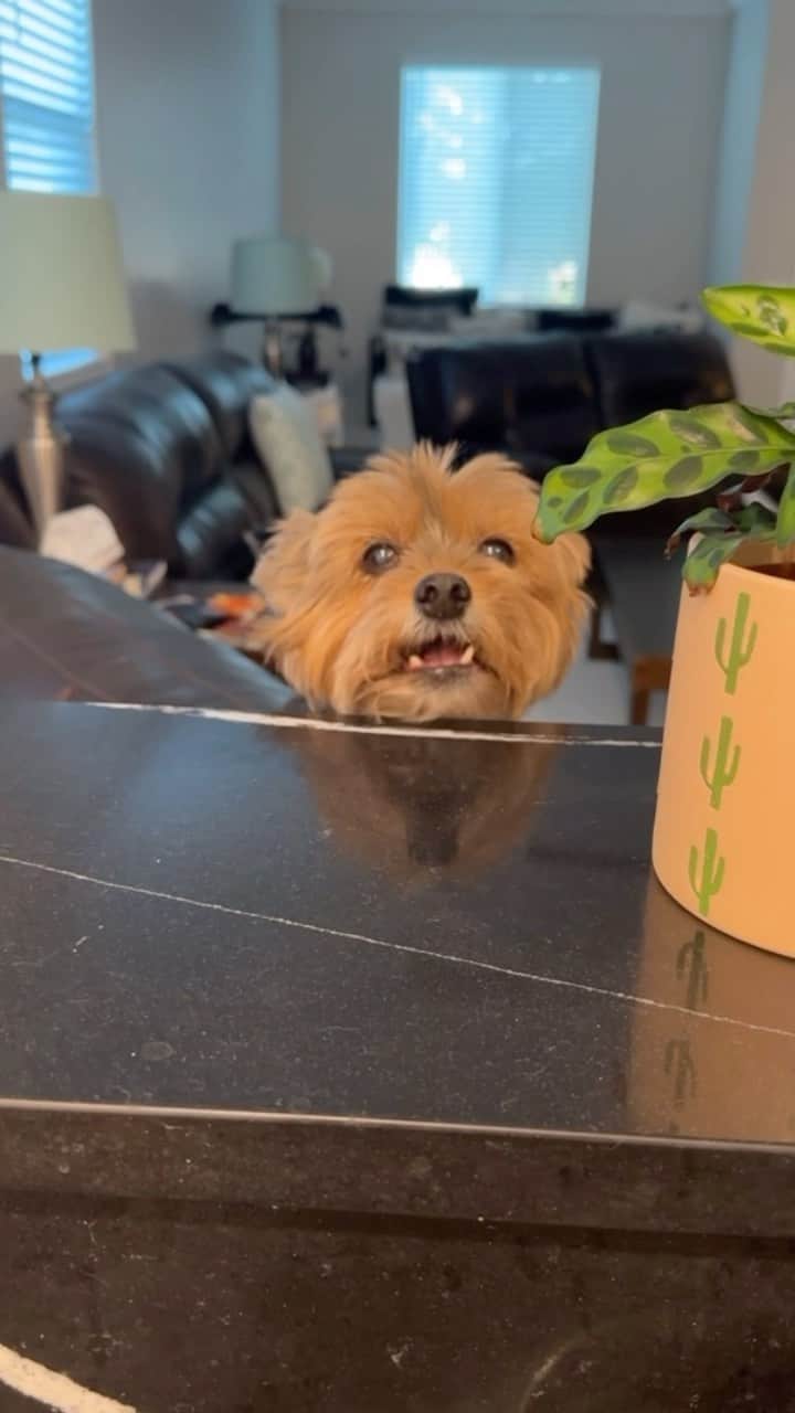 のインスタグラム：「Sammy 💭 Just give me cold food mommy! I’m starving!! 😫😫😫 (🙋🏻‍♀️PS- I’m feeding my babies raw food and microwave the food might cook it that’s why I use hot water to warm up the food) ♥️🫶🏼🥰😋#IllEatAnything #SoHungry #JustFeedMe #GiveMeFood #Hangry #HangryProblems #Crybaby #CryingDog #Whiny #DailyShenanigans」