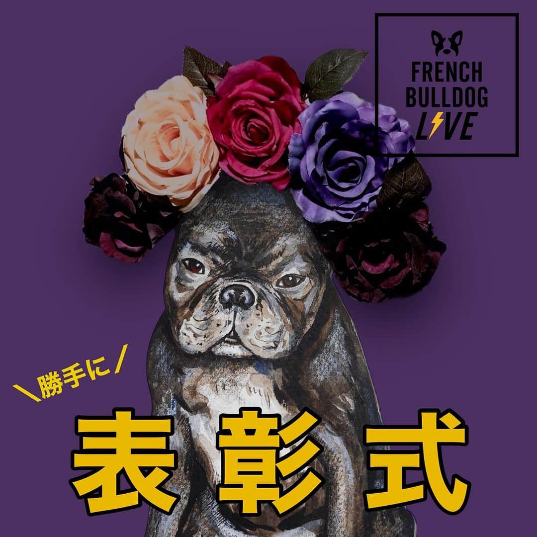 French Bulldog Lifeのインスタグラム：「【10/28(土)『勝手に表彰式』やります⚡️】 「フレブルLIVE」まで、あともう少し！  10/28(土)のステージコンテンツに、新企画が登場！  その名も『勝手に表彰式』⚡️  フレブルライフ編集部が勝手に表彰者を決めて、その子たちをお祝いしちゃうコーナーです！   誰が表彰されるかは、当日までのお楽しみ。  「当てはまった方」は、全員ステージに登っていただき、編集部からプレゼントをお渡しさせていただきます！   プレゼントは、フレブルLIVEの刺繍が入った「真っ赤な還暦ブルゾン」。  「還暦」…？　これもヒントですよ。  最後はステージに登った皆さんとカミナリさんで、記念写真も撮影しちゃいます⚡️  さぁ、表彰されるのはどの子たちかな⁉︎  10/28(土)「13:45スタート」です！  #フレブルLIVE」