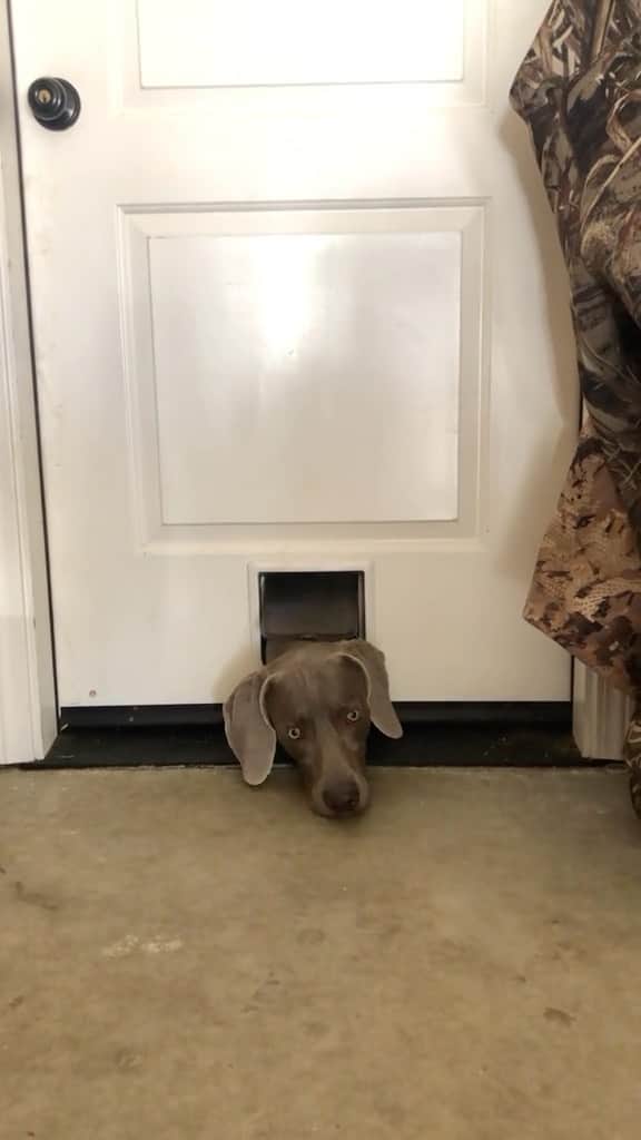 DogsOf Instagramのインスタグラム：「@bella_andblu just doin’ a hello 🙈   #funnydogs #dogswillbedogs #sillydogs」