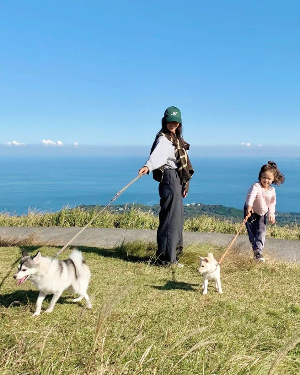 Yoshiko Kris-Webb クリス-ウェブ佳子のインスタグラム：「去年に引き続き、今度は秋の大室山 #Mameshiba_Loup #PawsomeDogFaye」