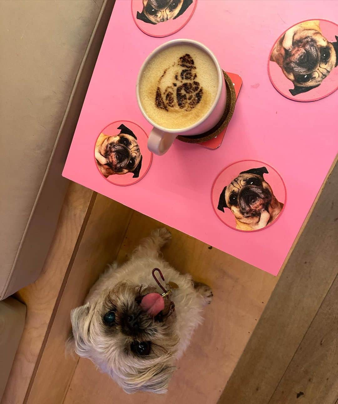 シャーロットオリンピアさんのインスタグラム写真 - (シャーロットオリンピアInstagram)「Pugtastic! 💕Thank you for having us @cuppapug 💕Half term treat for Rio and Boo 💕 #pugs #pugzu」10月27日 3時02分 - charlotteolympia