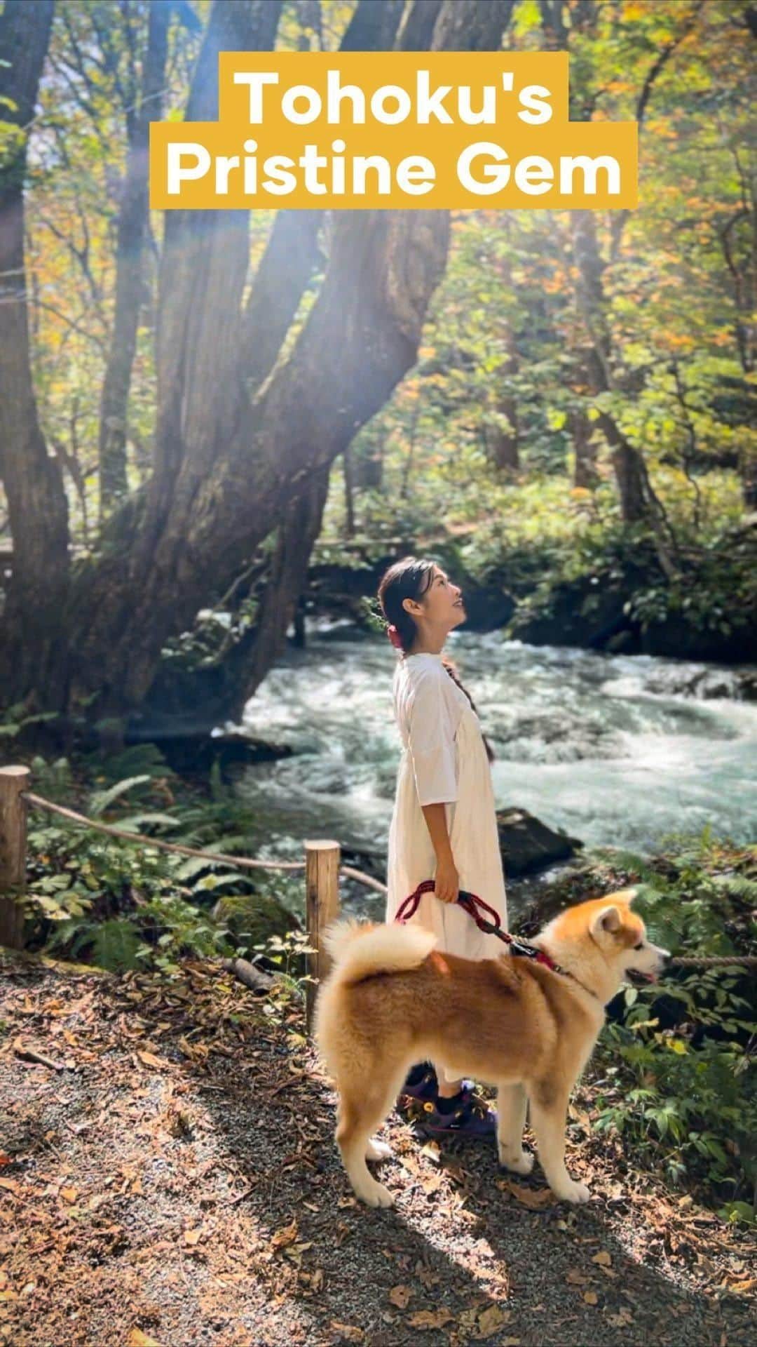 のインスタグラム：「【Oirase Gorge】  Oirase Gorge is one of the most scenic nature attractions in the Tohoku Region. Each step along the 14km walking path through this ancient forest offers a glimpse of pristine beauty.   Although it’s located in Aomori Prefecture, it is very close by then northern regions of Akita.   I started my journey flying in to Odate-Noshiro Airport, leading me through a picturesque route that traversed Odate City, Kitaakita City, Kosaka Town, and onwards to the enchanting Lake Towada before crossing the border into Aomori with my fluffy companion @mutsu_mofumofu.   Follow @visitakita for more scenic inspirations!  📍Towada City, Aomori Prefecture」