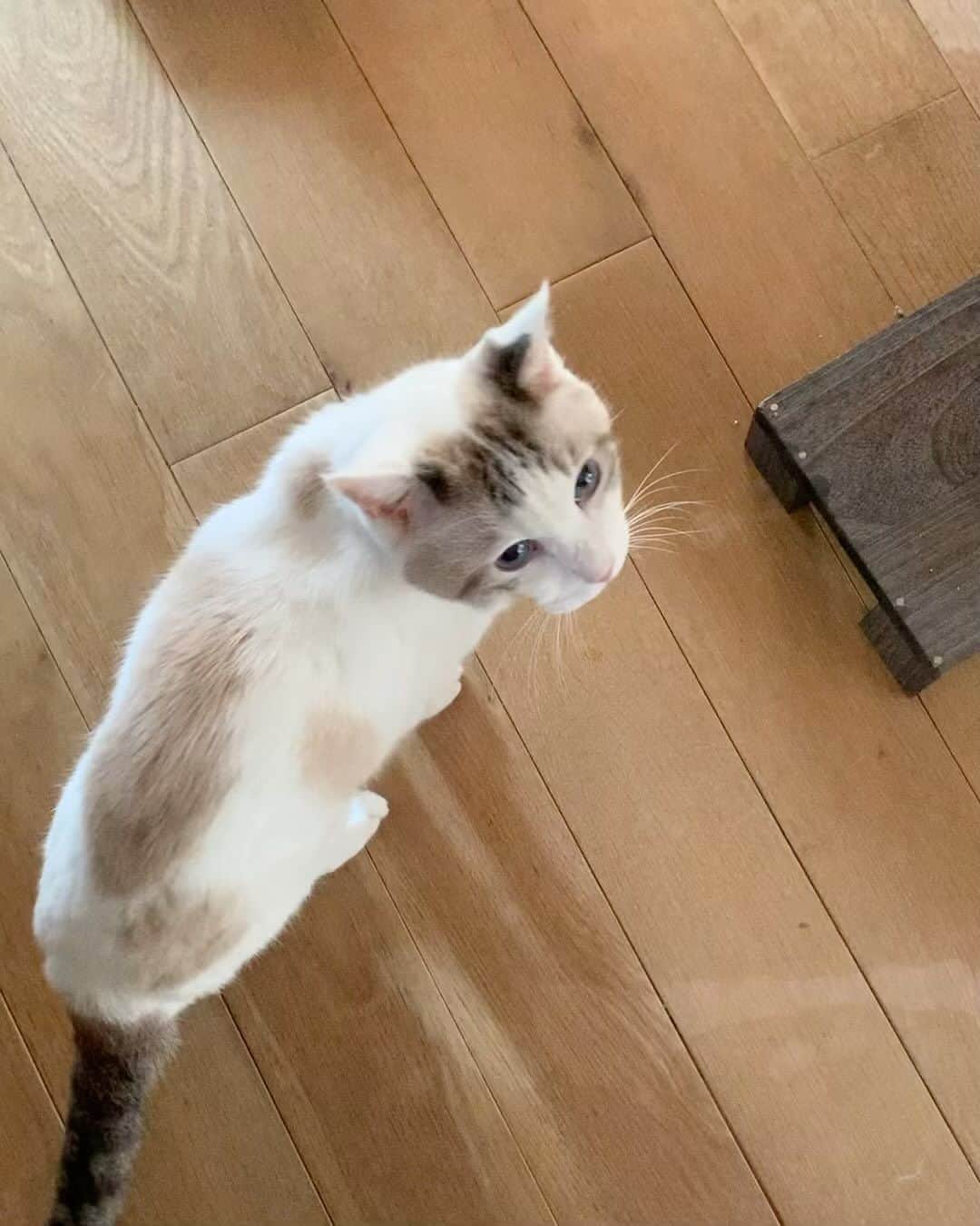 くるねこ大和のインスタグラム