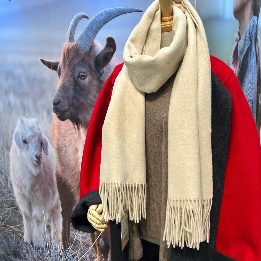 daimarusapporoのインスタグラム：「秋冬に映えるカシミヤウエア🧣🐐 1階 イベントスペースで〈GOBI〉期間限定ショップを開催中！  暖かさとやわらかさ、軽さが魅力の「カシミヤ」⛄ カシミヤ100％のコートやニット、あたたか小物が勢ぞろいしました！  今回のいちおしは、鮮やかなカラーが目を引くリバーシブルのダブルフェイスコート！ さっと羽織れる軽さ・暖かい着心地で、冬に近づくこの季節にぴったりです👀  一緒に合わせたいニット、マフラーなどの小物も豊富に登場。 鮮やかなコートと白いマフラーの組み合わせ、とっても素敵です🥰  ぜひ店頭でご覧ください！  ※10/31(火)まで  #大丸札幌 #カシミヤ #カシミヤニット #カシミヤストール #カシミヤコート #ニット #コート #防寒コーデ #マフラー」