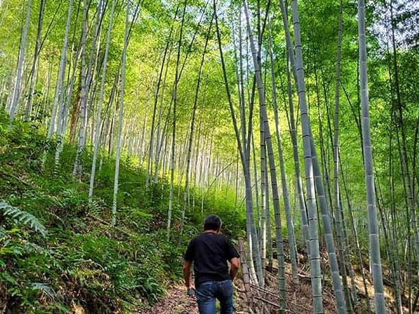 竹虎さんのインスタグラム写真 - (竹虎Instagram)「実はインドネシアの竹細工には前々から注目していました。繊細な籠類から、美しい家具、ダイナミックな建造物まで、地域の竹資源を巧みに活用されています。 . そのような国から、組み立て式の竹自転車を携えて虎竹の里にお越しいただいたのがSinggih Susilo Kartonoさん。一緒にお越しいただいた益田 文和さんは、さすがの迫力！竹に魅了された方は振り切ってます。 . #竹虎 #虎斑竹専門店竹虎 #山岸竹材店 #竹虎四代目 #TAKETORA #竹製品 #竹細工 #Sustainable #竹 #SinggihSusiloKartono #益田文和 #虎竹の里 #japan #虎竹 #bamboo #bamboocraft #竹自転車 #spedagi」10月27日 13時42分 - taketora1894