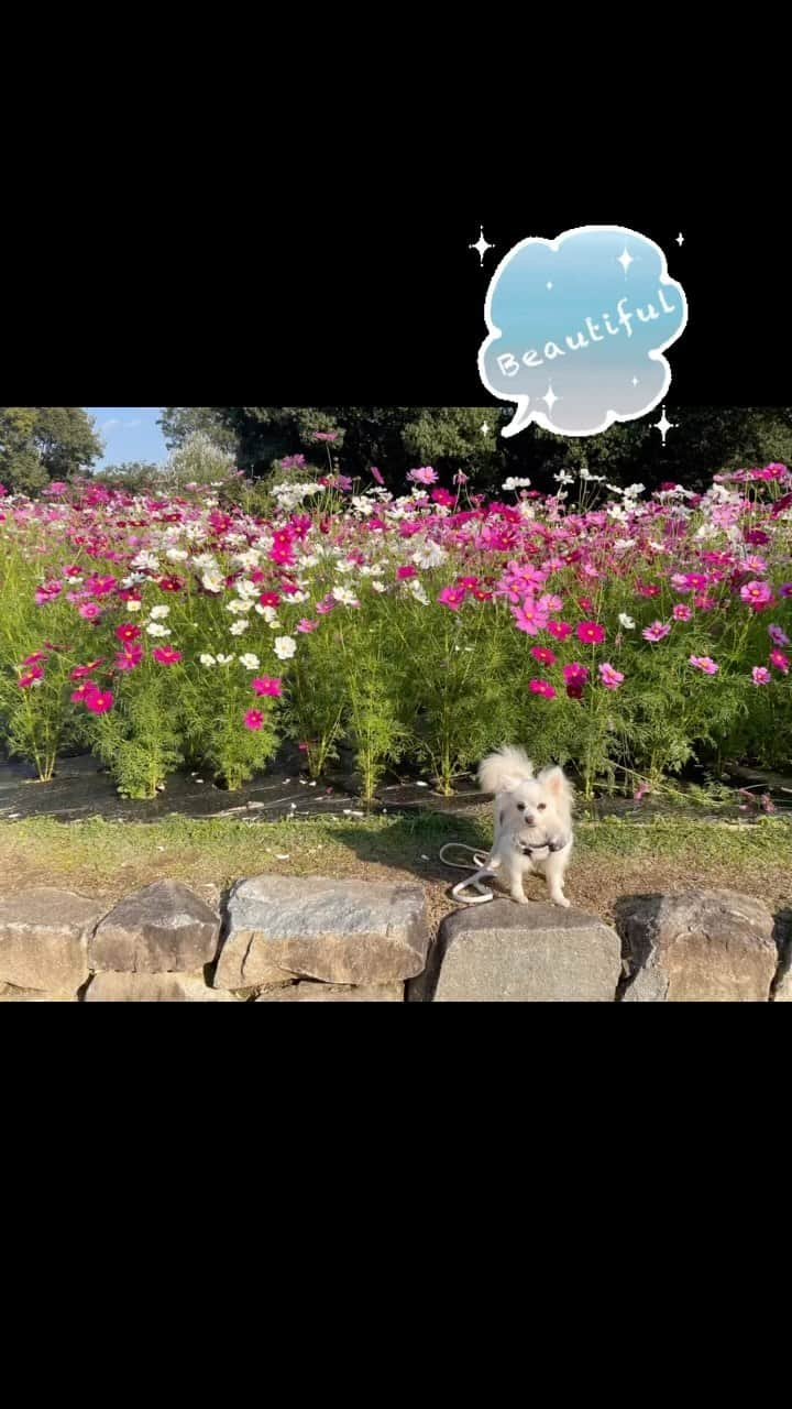 北口麻奈のインスタグラム：「あまりにも気持ちいいお天気なので、コスモスを見に行きました🐕 大きい公園だと、たくさん歩けるように☺️ さらに疲れたらベンチでお昼寝を始める度胸も🤭 こんな季節がずっと続けばいいのにな！ #コスモス #ポメチワ #ぽめちわ #元保護犬#犬のいる暮らし #犬とお出かけ関西」