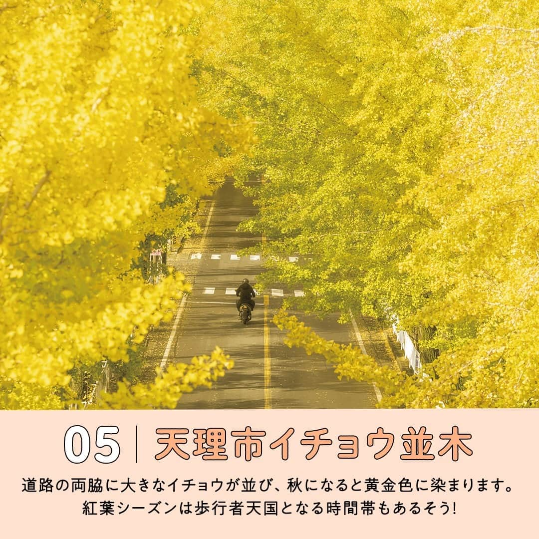 阪急交通社さんのインスタグラム写真 - (阪急交通社Instagram)「【奈良県のおすすめ紅葉スポット5選】  旅行会社社員が厳選の旅行情報をお届け！ 今回は奈良県のおすすめ紅葉スポットのご紹介です！  －－－－－－－－－－－－－－－  【談山神社】 大化改新談合の地と伝わり、 藤原鎌足を祭神とする神社⛩ 朱塗りの社殿や世界で唯一の十三重塔と 紅葉の組み合わせはとても圧巻です。 2023年11月18日(土)〜26日(日)の間は 紅葉の夜間ライトアップも行われます。  🍁紅葉の見頃：例年11月中旬〜12月上旬 📍アクセス：奈良県桜井市多武峰319  【長谷寺】 牡丹の名所として「花の御寺」として有名な長谷寺は 秋になると境内にある木々が紅葉をはじめ、 最盛期には山全体が赤く染まります。 約200ｍの屋根のある回廊、登廊を登る道中の 景色は絶景です✨  🍁紅葉の見頃：例年11月上旬〜12月中旬 📍アクセス：奈良県桜井市初瀬731-1 📷長谷寺のInstagram：@hase_dera  【奈良公園】 世界遺産・東大寺などを擁する歴史公園。 歴史ある古社寺と四季折々の自然、 群れ歩く鹿の景色はとても趣があります🦌 紅葉シーズンは桜やイチョウの木々が秋色に染まり、 園内も広いので各スポットで紅葉の様子も異なります。  🍁紅葉の見頃：例年10月下旬〜12月上旬 📍アクセス：奈良県奈良市春日野町他  【吉野山】 日本100名選にも入る桜の名所は 紅葉シーズンもおすすめ⛰ 春には3万本ある桜の木が満開になりますが、 秋にはその葉が赤く染まります。 標高差があるため、山頂から麓へと徐々に色づいていき 紅葉のグラデーションが楽しめます！  🍁紅葉の見頃：例年10月中旬〜11月下旬 📍アクセス：奈良県吉野郡吉野町  【天理市のイチョウ並木】 天理市内には数多くのイチョウの木があり 奈良県でも有数のイチョウの名所。 中でも天理市役所北側を東西に走る 「親里大路」のイチョウ並木は 秋になると黄金色に染まります✨ 2023年11月11日(土)と12日(日)は 歩行者天国となる時間帯がある予定です。  🍁紅葉の見頃：例年10月下旬〜11月下旬 📍アクセス：奈良県天理市三島町  －－－－－－－－－－－－－－－  奈良旅行の参考になりましたか？ 投稿が良いなと思ったら、いいね＆保存＆フォローをよろしくお願いします♪  ※内容は投稿日時時点の情報です。状況により変更となる可能性がございます。 ※過去に掲載した情報は、期限切れの場合がございます。  #奈良 #奈良県 #奈良旅行 #奈良観光 #紅葉 #談山神社 #長谷寺 #奈良長谷寺 #奈良公園 #鹿 #吉野 #吉野山 #天理のイチョウ並木 #イチョウ並木 #もみじ #秋 #紅葉狩り #紅葉 #🍁 #🦌 #紅葉ライトアップ #ライトアップ #神社 #国内旅行 #絶景 #旅行 #観光 #narapark #nara #japan」10月27日 14時00分 - hankyu_travel