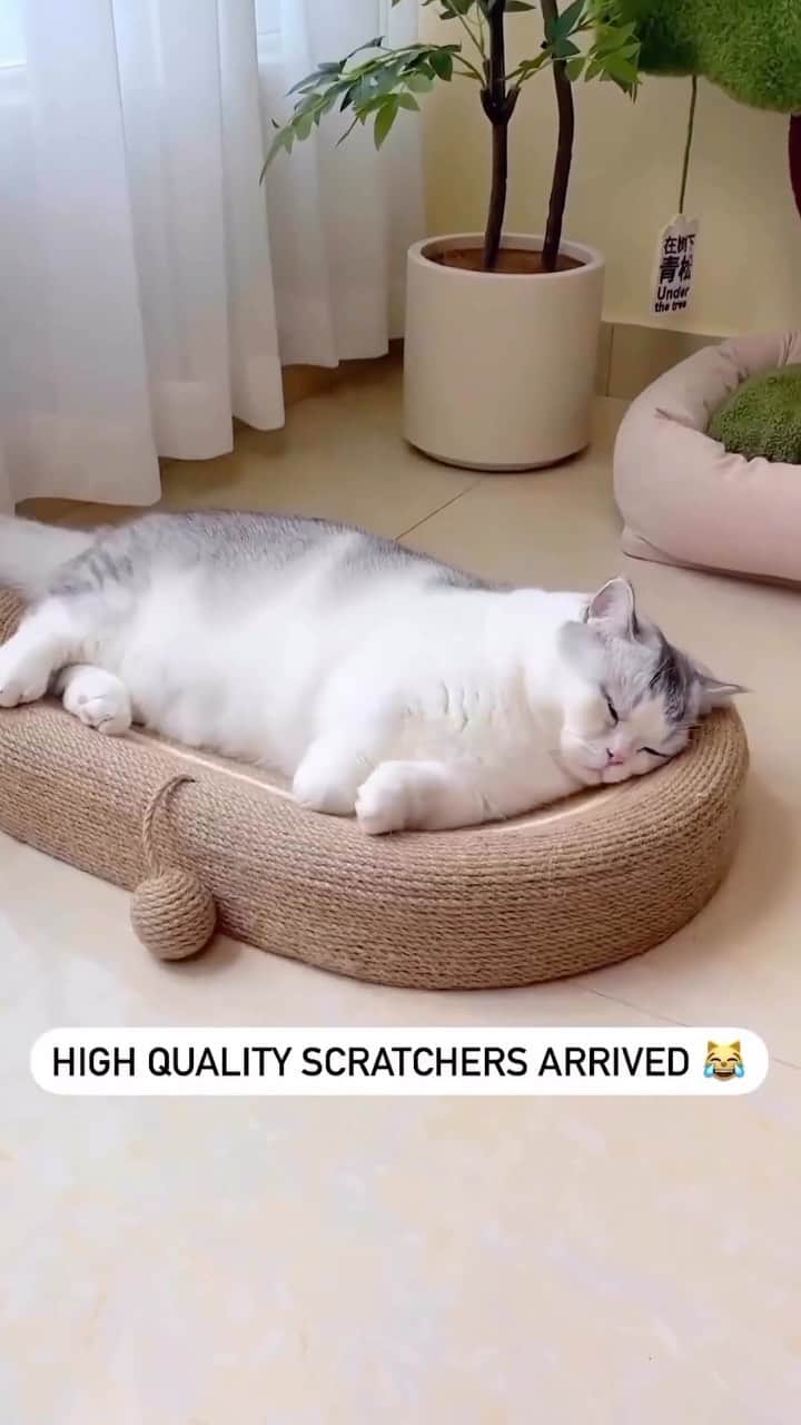 のインスタグラム：「Say goodbye to shredded furniture! 🪑🥰 Link in bio!  #cats #kitten #cat #kitty」