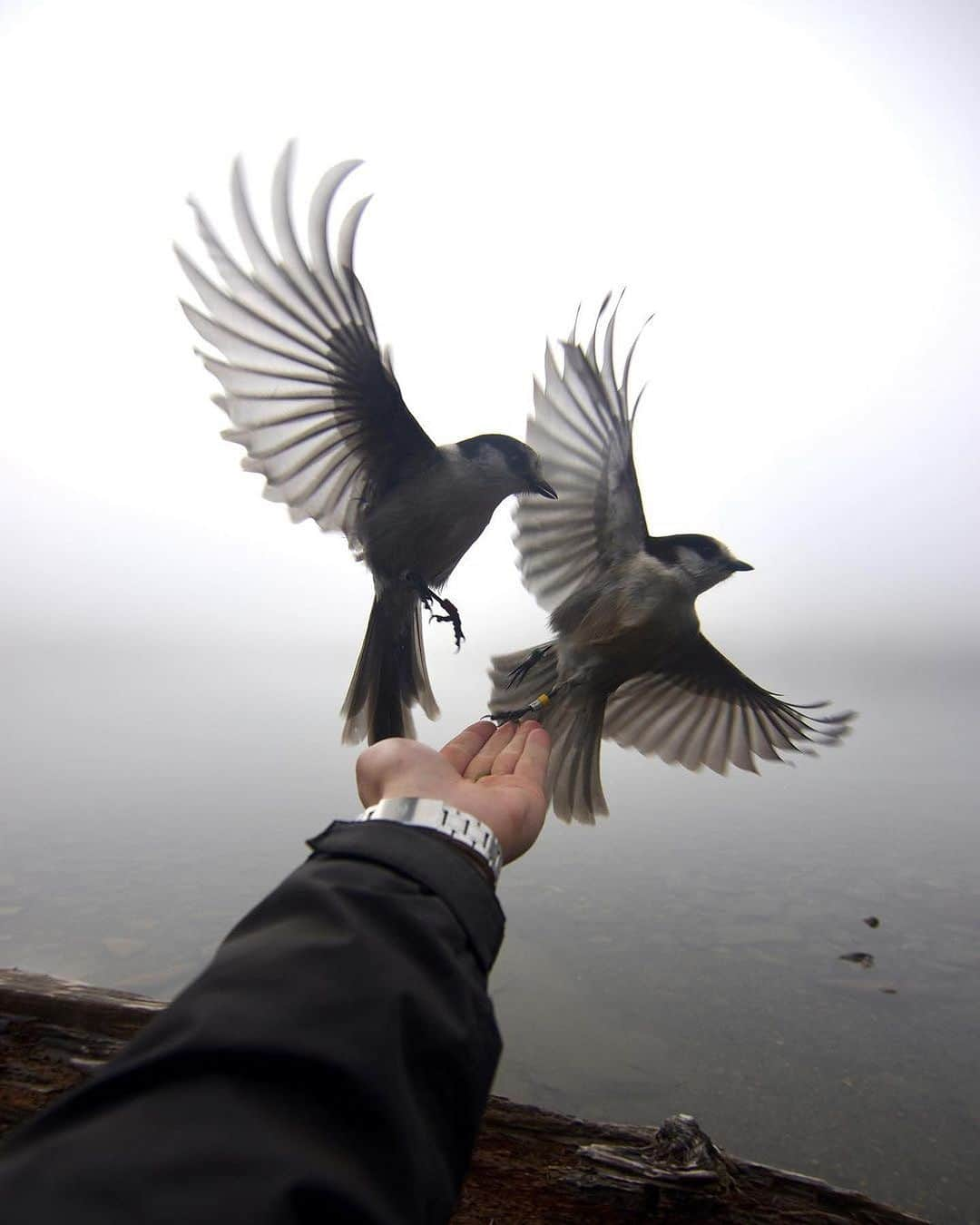 Ricoh Imagingさんのインスタグラム写真 - (Ricoh ImagingInstagram)「Not a film shot, but definitely some of my favourite pictures I’ve ever taken🕊 . . . 📸: @christopheremmett_  📸: K-3  #pentax #explorebritishcolumbia #explorevancouverisland #strathconapark #explorevi #beautifuldestinations #beautifulbritishcolumbia #vancouverisland #britishcolumbia #pentaxk3 #teampentax」10月27日 5時23分 - ricohpentax