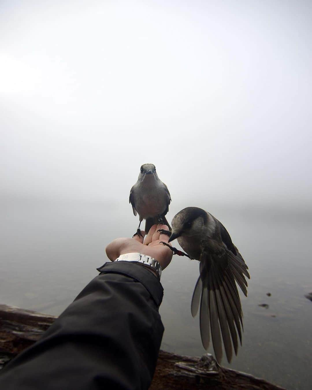 Ricoh Imagingさんのインスタグラム写真 - (Ricoh ImagingInstagram)「Not a film shot, but definitely some of my favourite pictures I’ve ever taken🕊 . . . 📸: @christopheremmett_  📸: K-3  #pentax #explorebritishcolumbia #explorevancouverisland #strathconapark #explorevi #beautifuldestinations #beautifulbritishcolumbia #vancouverisland #britishcolumbia #pentaxk3 #teampentax」10月27日 5時23分 - ricohpentax