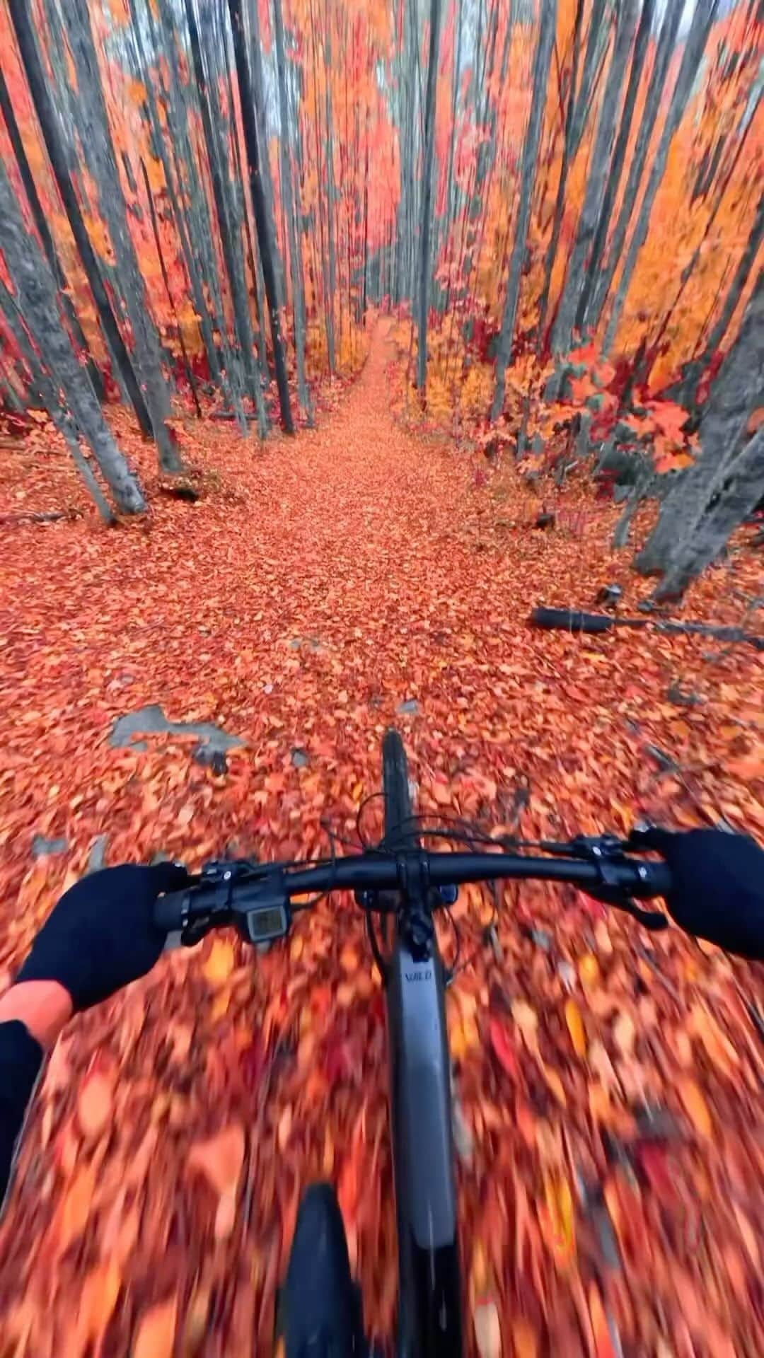 PicLab™ Sayingsのインスタグラム：「Unbelievable scenery on an afternoon bike ride through Québec, Canada. 🇨🇦 🍁 🚲 This hue of vibrant red foliage only lasts a few days each year, this is your reminder to get out there and see it while you can!   🎥 @kvnbelanger & @empire_47_」