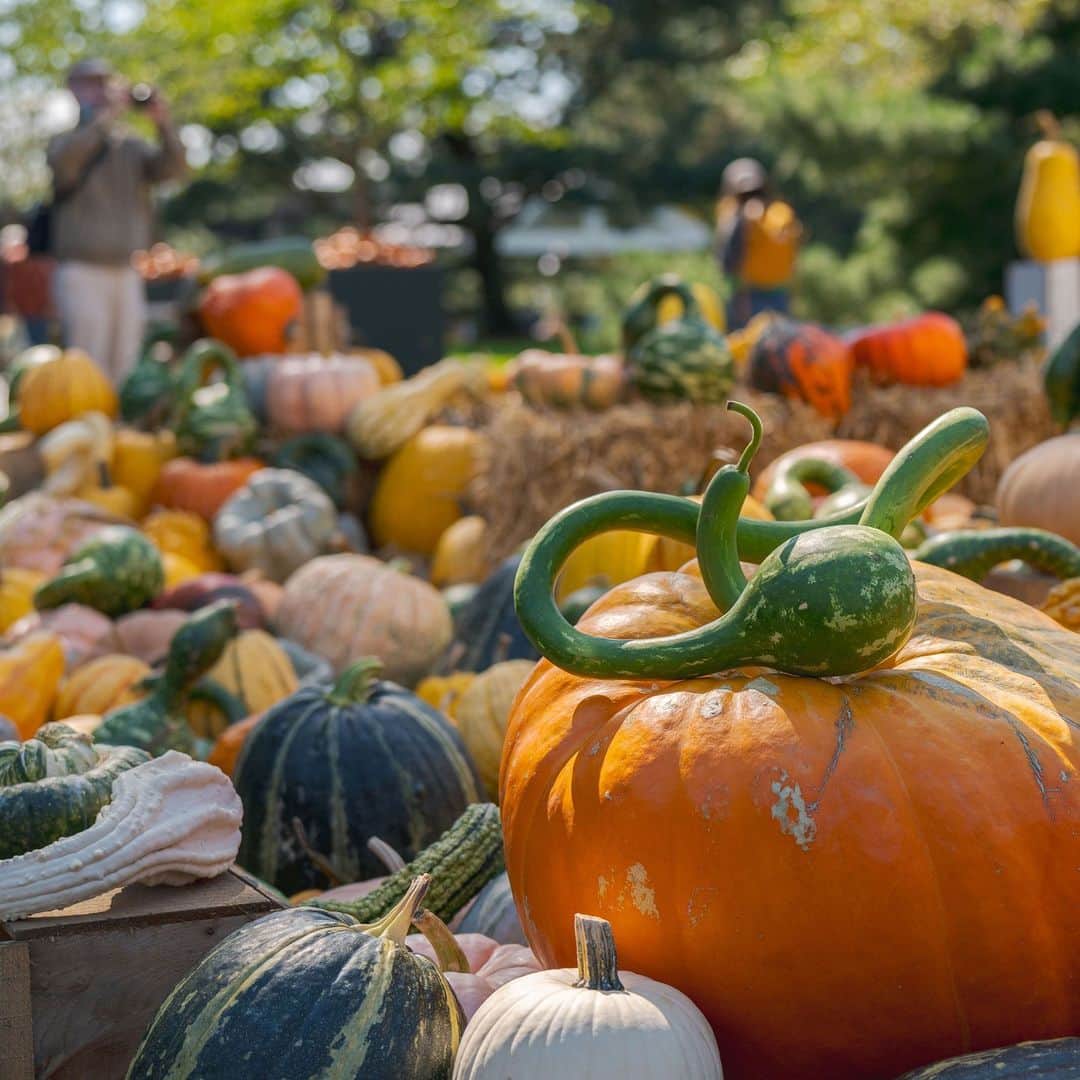 ニューヨーク植物園のインスタグラム：「As pumpkin season comes to a close, we’ve saved the best for last with giant pumpkin carving, after-dark adventures, and more! 👻🎃   Kicking off this Friday, this weekend is your chance to see master carver @adambierton tackle one of the biggest (literally!) challenges of his sculpting career as he turns a giant pumpkin into a monstrous masterpiece, carving into the evening for this Saturday’s Spooky Garden Night. And with hundreds of pumpkins all over grounds, the Garden is the BEST place to immerse yourself in the sights, scents, and colors of spooky season.   “Every pumpkin is unique,” Bierton recently told the @nytimes—and this weekend, he’s going to prove it! Hit the link in our bio to read his latest interview before your visit, and grab your tickets now.   #FallOWeen #GiantPumpkinWeekend #SpookyGardenNights」