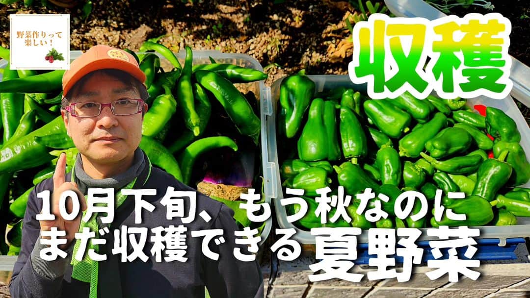 大平我路のインスタグラム：「◼️野菜作りムービー屋上栽培編 　「10月なのに獲れる夏野菜！」 https://youtu.be/oIiuOIJ3WiY?si=KZ696rLKfhveg3vM」