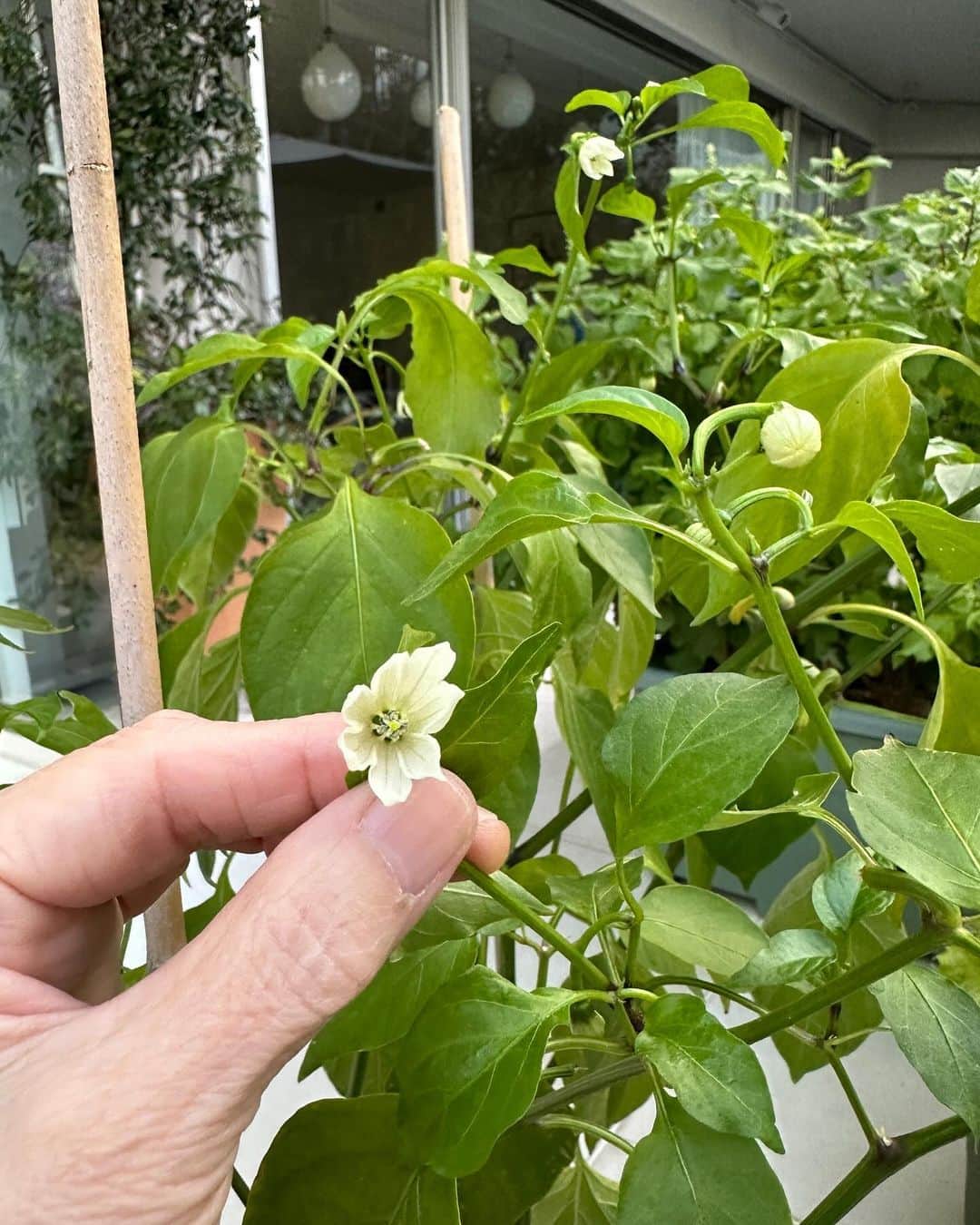 のインスタグラム：「みなさんおはようございます。 たった今、写したばかりのこどもピーマンの花。大きさは1cmほどのかわいい小さな花です。 また大葉ですが！すみません。でもみなさん本当にきれいでしょう？ 昨日の撮影のみなさんのお昼ごはん。 いつものマヨネーズ味のポテトサラダに先日ご紹介した玉ねぎドレッシングを入れてみたら美味しくなりましたよ〜。是非作ってみてください。 インゲンの香味炒めを。 いつものインゲン炒めに残っていたピーマンの千切りを入れてみたら。いつも作る料理も野菜を変えたり、違う野菜を加えたりして作ってみると合う、合わない、美味しかったり美味しくなかったりするので野菜の組み合わせや味が分かるようになって料理がもっと楽しくなります。 昨夜片付けが終わってから簡単に作った料理でスタッフと一緒に一杯。今日もありがとう！お疲れ様でした。 空を見たらきれいな月が！ 昨日もあっという間に終わった忙しい一日でした。 みなさん今日も楽しい一日を過ごしてね〜。 私は原稿の確認と試作、片付けをします。 #栗原はるみ  #kuriharaharumi  玲児さんにはいつもと違うポテトサラダを。気に入ってくれたら嬉しいけと。」