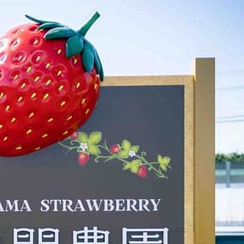 三ツ間卓也のインスタグラム：「🍓  念願の✨三ツ間農園看板完成✨！  三ツ間農園の文字の立体化🧑‍🌾  なんと言ってもパネル上のオブジェ🍓  皆さんここで写真撮って📸  バンバンSNSあげてください🙇  📸カメラマン@toshiyuki0710  #三ツ間農園#横浜いちご#いちご狩り#白いちご#ピンクいちご#元プロ野球選手#中日ドラゴンズ#逃走中#代打三ツ間#딸기#草莓#fresa#少年野球#高校野球##大学野球#社会人野球」