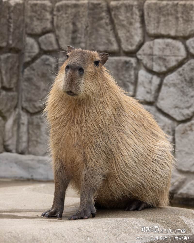 渡辺克仁さんのインスタグラム写真 - (渡辺克仁Instagram)「おはようございます。  #カピバラ #水豚 #capybara #おはよう」10月27日 7時00分 - katsuhito.watanabe