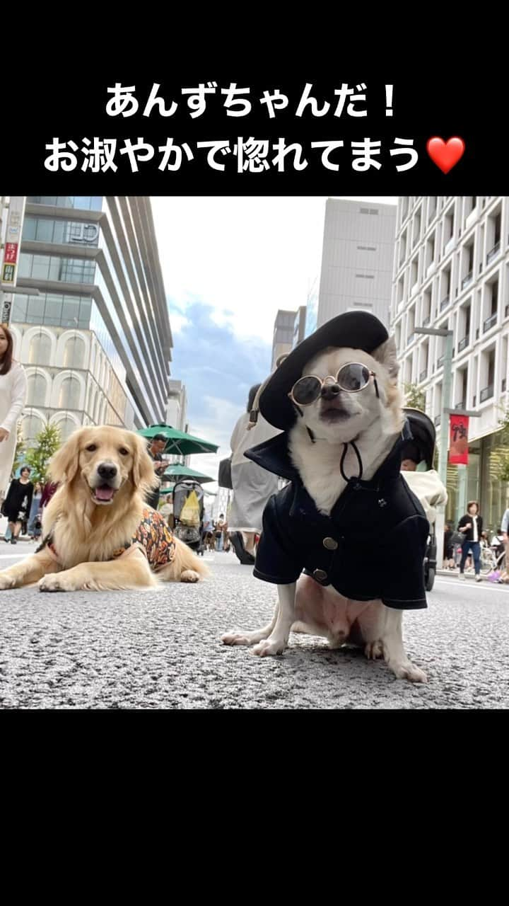 紋次郎のインスタグラム：「もんさんぽ🐶 街で見かけた可愛い子達　10月編  とんかつくん　浅草の人気者。小さいおやつをばら撒いてそれを食べながら散歩すると言うなかなか斬新なお散歩🤣 あんずちゃん　アウトドアもこなすすごくいい子だった🥰　#dog#dogstagram#instadog#chihuahua#barkbox#mydogiscutest#buzzfeed#dog_features#fluffypack#barkpack#dogsofinstagram#犬#チワワ#手作り#handmade#着物#fashion#紋次郎一家#チーム茶#ふわもこ部#igersjp#peco犬部#dogfashion #whisky@goldenretriever_anzu_1030  #dog#dogstagram#instadog#chihuahua#barkbox#mydogiscutest#buzzfeed#dog_features#fluffypack#barkpack#dogsofinstagram#犬#チワワ#手作り#handmade#着物#fashion#紋次郎一家#チーム茶#ふわもこ部#igersjp#peco犬部#dogfashion #whisky」