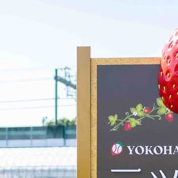 三ツ間卓也のインスタグラム：「🍓  念願の✨三ツ間農園看板完成✨！  三ツ間農園の文字の立体化🧑‍🌾  なんと言ってもパネル上のオブジェ🍓  皆さんここで写真撮って📸  バンバンSNSあげてください🙇  📸カメラマン@toshiyuki0710  #三ツ間農園#横浜いちご#いちご狩り#白いちご#ピンクいちご#元プロ野球選手#中日ドラゴンズ#逃走中#代打三ツ間#딸기#草莓#fresa#少年野球#高校野球##大学野球#社会人野球」