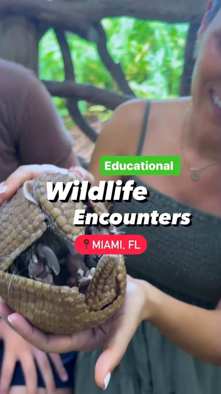 Zoological Wildlife Foundationのインスタグラム：「The Zoological Wildlife Foundation @zwfmiami is a organization located in Miami dedicated to educating the public about rare and endangered animal species in captivity and in the wild. 🐊  This 1-hour guided tour in small groups, offers a zoo experience unlike no other including hands-on interactions with seven types of wildlife interactions; reptiles 🐍, birds of prey, small mammals, armadillo, fox, Capuchin monkeys and more. (Animals may vary depending on availability) 🦔🐍🐒🐯  You can also have the opportunity to meet @limbanizwf the famous chimpanzee booking a private encounter! 🐒  For more info visit https://zoologicalwildlifefoundation.com  🇪🇸 Zoological Wildlife Foundation @zwfmiami es una organización ubicada en Miami dedicada a educar al público sobre especies animales raras y en peligro de extinción en cautiverio y en la naturaleza. 🐊  Esta visita guiada de 1 hora en grupos pequeños ofrece una experiencia de zoológico como ninguna otra, que incluye interacciones con varios tipos de vida silvestre incluyendo reptiles 🐍, aves rapaces 🦅, pequeños mamíferos, armadillo, zorro, monos capuchinos y más. (Los animales pueden variar según disponibilidad) 🦔🐍🐒🐯  ¡También puedes tener la oportunidad de conocer a @limbanizwf el famoso chimpancé, reservando un encuentro privado! 🐒  Para obtener más información, visite https://zoologicalwildlifefoundation.com  #Animallover #Miamiactivities #Miami #wildlige  #Miamigems #cometomiami #miamiplacestovisit #miamifl #wildlife #zoologicalwildlifefoundation」