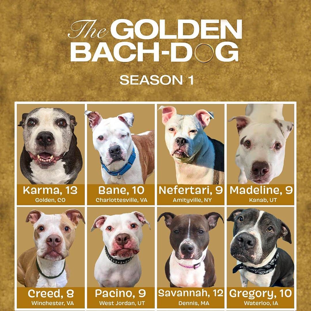 BarkBoxさんのインスタグラム写真 - (BarkBoxInstagram)「Golden Dogs Roll Call 🗣🗣🗣  In honor of #TheGoldenBachelor tonight AND Pitbull awareness day, we would like to introduce you to #TheGoldenBachdog, Pittie edition 🫶💋  If you choose to bring one of these golden seniors into your home we will send them a huge bouquet of BARK roses <3   To find out more about any of these eligible seniors you can reach out via their links below:   Karma: @foothillsanimalshelter Bane: @caspca Nefertari: @babylonanimalshelter Madeline: @bestfriendsanimalsociety Creed: @vafredco Pacino: @ruffpatchrescue Savannah: @scargowagsandwigglesrescue Gregory: @cedar_bend_humane_society」10月27日 7時31分 - barkbox