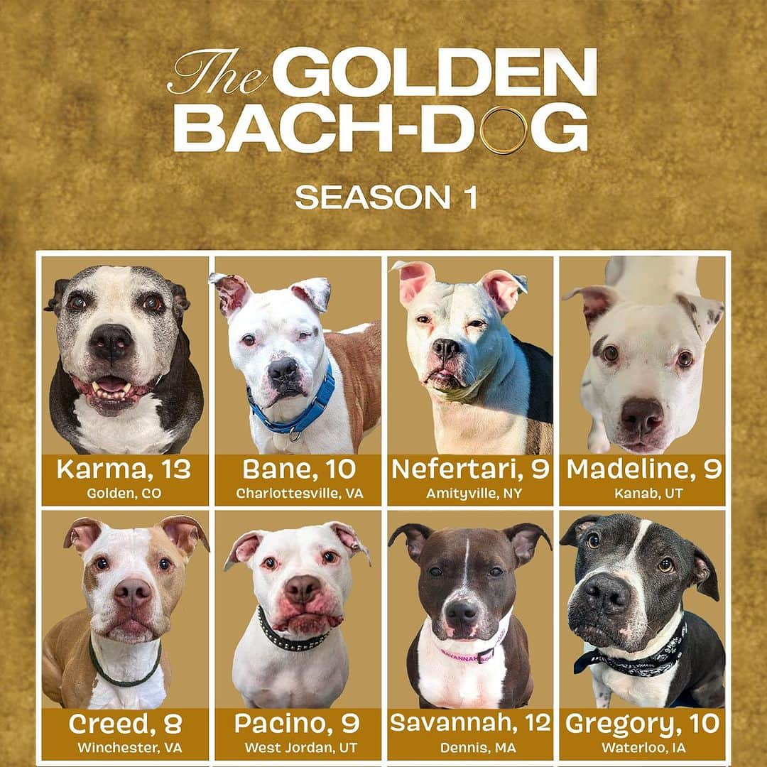 BarkBoxのインスタグラム：「Golden Dogs Roll Call 🗣🗣🗣  In honor of #TheGoldenBachelor tonight AND Pitbull awareness day, we would like to introduce you to #TheGoldenBachdog, Pittie edition 🫶💋  If you choose to bring one of these golden seniors into your home we will send them a huge bouquet of BARK roses <3   To find out more about any of these eligible seniors you can reach out via their links below:   Karma: @foothillsanimalshelter Bane: @caspca Nefertari: @babylonanimalshelter Madeline: @bestfriendsanimalsociety Creed: @vafredco Pacino: @ruffpatchrescue Savannah: @scargowagsandwigglesrescue Gregory: @cedar_bend_humane_society」