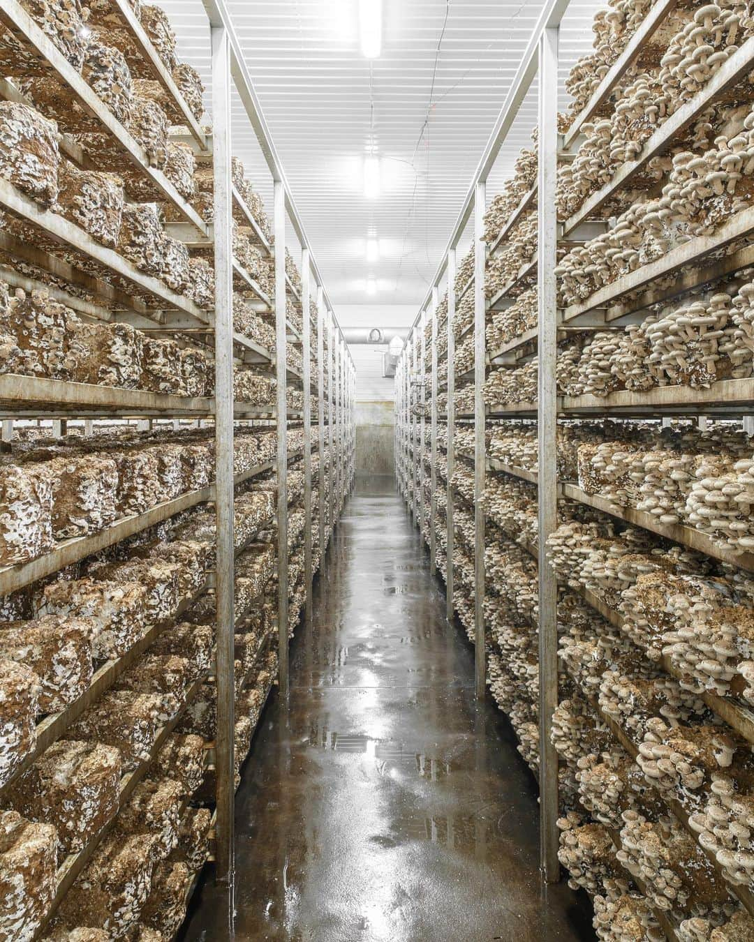 ウィズ・カリファさんのインスタグラム写真 - (ウィズ・カリファInstagram)「Growing mushrooms, you? 🍄👀  Grab our grow kits at Mistercap.com」10月27日 7時28分 - mistercap