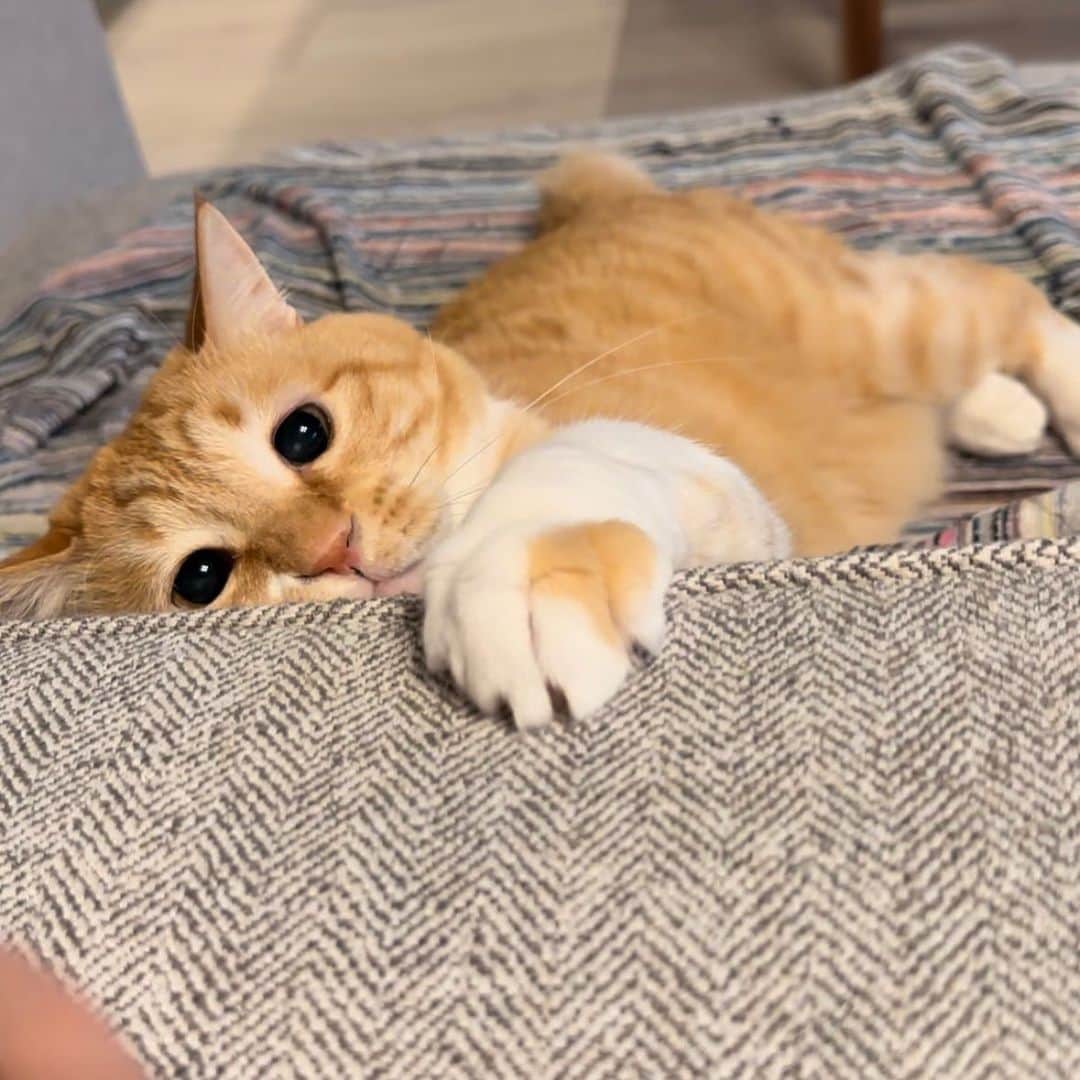 のインスタグラム：「＊ 太ッチ。 ・ #優しい攻撃 ・ Touch.」