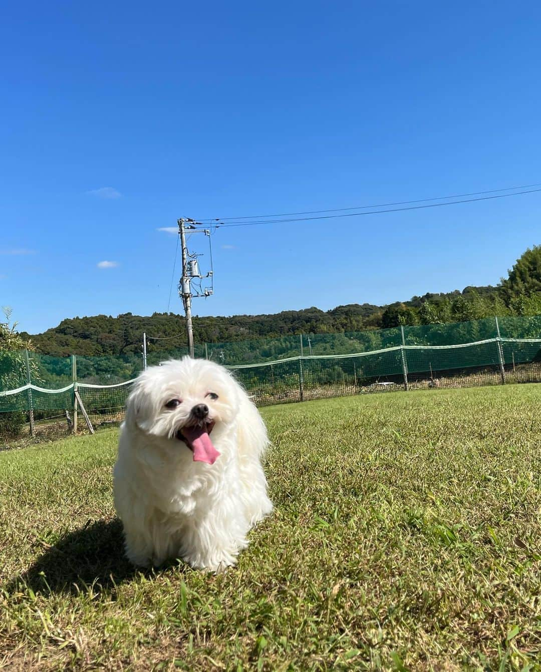 小野真弓さんのインスタグラム写真 - (小野真弓Instagram)「おはにゃーん☺️🐾 今日もべったり、ナナちゃんにゃ😆🎀  いつでもどこでも、にゃあにゃあお喋り🥺 寝ても覚めても おかーさんの腕枕が定位置にゃ🐯🩷  秋晴れ☀️ 今日も良い一日を☺️🍀  #犬と猫のいる暮らし#犬猫日記 #ハナちゃん#ハルくん#アオくん#ナナちゃん#くーちゃん  #家族募集猫 #さかがみ家#白猫#マリちゃん#本日19時#見てね  💇‍♀️ おかーさんは久しぶりに美容室へ☺️ 何十年ぶりかに 顔周りに、ちょこっとレイヤー入れてもらいました✂️ 気分転換😆」10月27日 7時45分 - hanaharuaroi