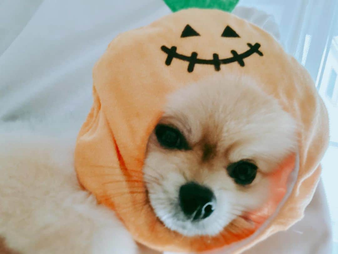 中山忍のインスタグラム：「おはよう 「しちゃくだよ」って 「かわいいね」って いわれたよ でも、なんか、いや メイより  #ハロウィン🎃 #ポメラニアン #女の子」