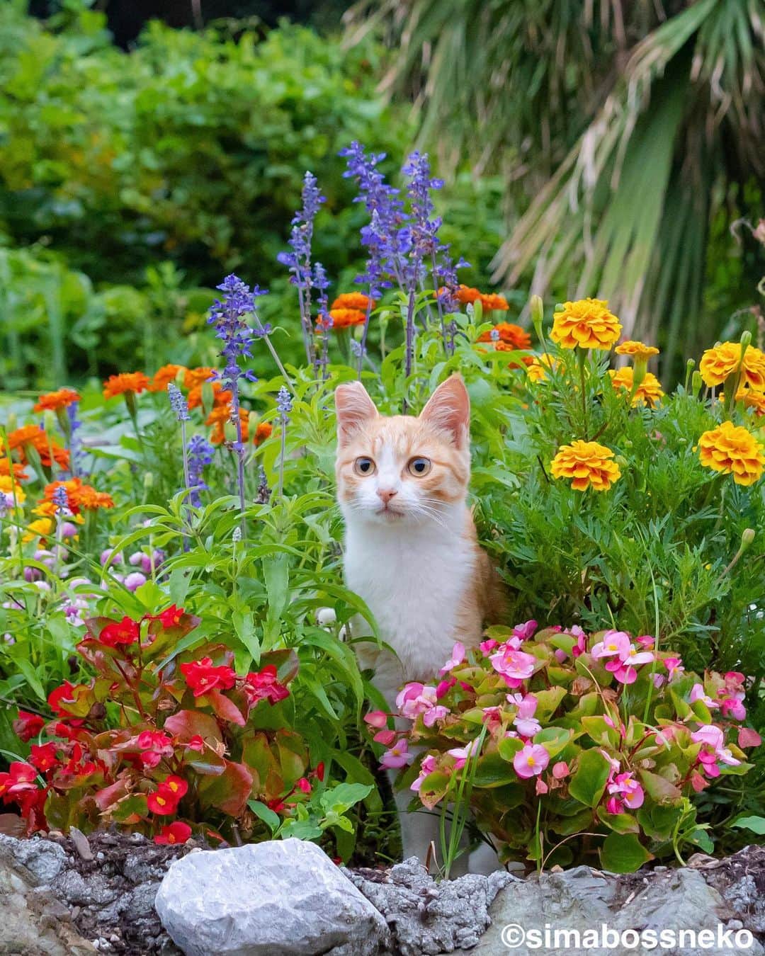 simabossnekoさんのインスタグラム写真 - (simabossnekoInstagram)「・ 花とにゃんこセレクション🌸 Cats and flowers selection✨ Swipeしてね←←🐾  ・ 本日(10月27日)より開催❗️  ★合同作品展のお知らせ★ 大分県別府市で、猫と花で心和む作品展を開催します。  「花より猫」 -墨絵と写真の合同作品展-  猫・花が持つ魅力的な要素を組み合わせ、墨絵と写真の視点から表現した作品で楽しんでいただける展示です。  会期：2023/10/27(金)〜11/5(日)  休館なし 10:00〜18:00  場所: 〒874-0933 大分県別府市野口元町4-29 甲斐ビル 1F アソビLAB・シナジーズ  ☆別府駅より徒歩約5分 入場無料  展示作家 ・猫折れ @nekoore ／写真 ・大塚 小百合 （大塚磊々堂 @ootsuka_rairaidou ） ／墨絵  スペシャルゲスト ・小野 一俊　@kazutoshi_ono_photo ／写真 ・simabossneko＆ぺにゃんこ ／写真 @simabossneko @p_nyanco22  〜・〜・〜・〜・〜・〜・〜・〜 ●トークイベント 11/4(土)14:00〜 参加無料／要予約 ※大塚磊々堂さんと猫折れさんによる、硯について知識を深めるイベントと、猫と花に関するトークイベントです。  ご予約は @nekoore インスタDM、または https://nekoore.com/entry まで  ◎今作品展示はベップ・アート・マンス 2023の登録プログラムです。  是非遊びに来てくださいね😸🐾  ・ #しまねこ #島猫 #ねこ #猫写真 #cats_of_world #catloversclub #pleasantcats #catstagram #meowed #ig_japan #lumixg9」10月27日 7時53分 - simabossneko