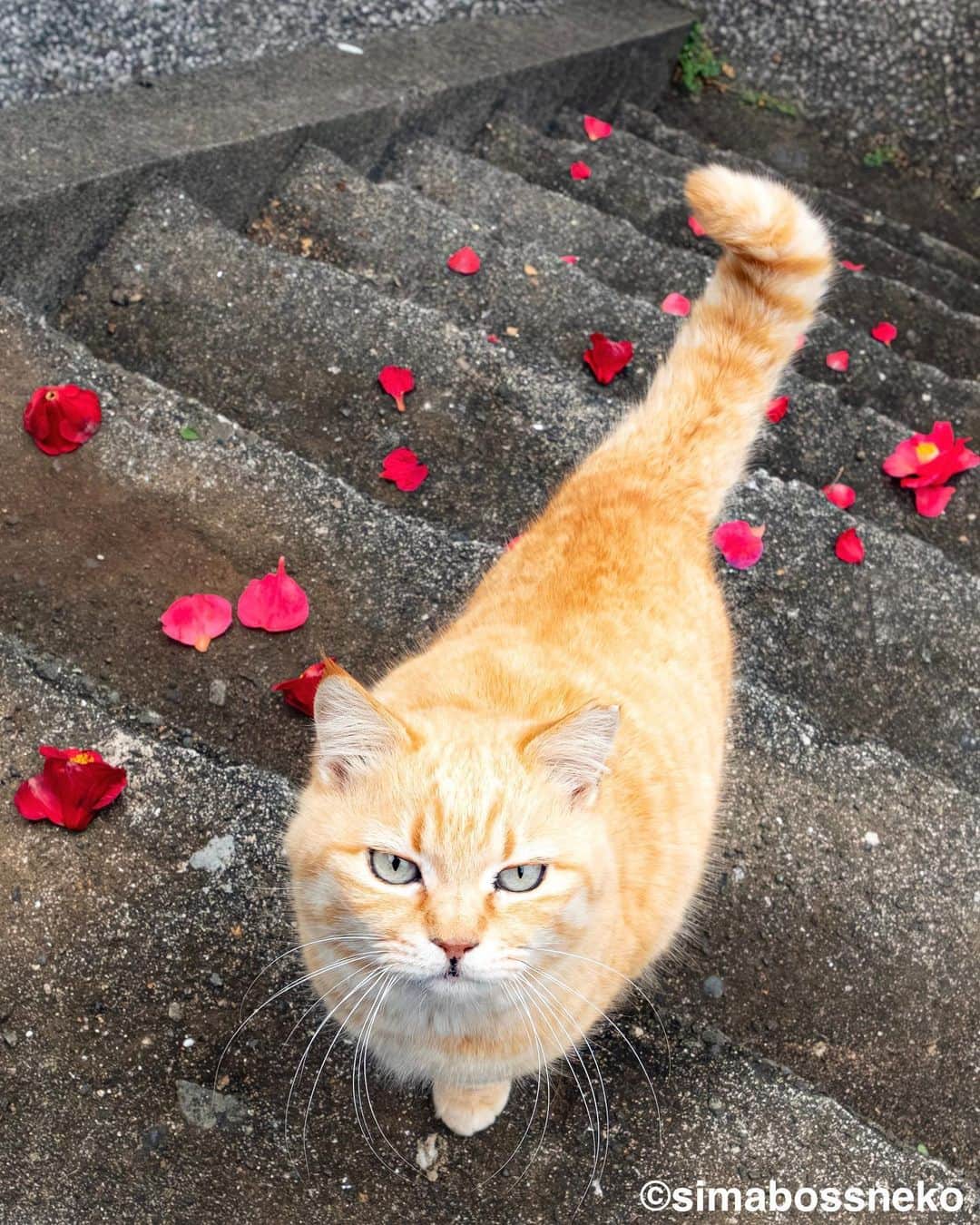 simabossnekoさんのインスタグラム写真 - (simabossnekoInstagram)「・ 花とにゃんこセレクション🌸 Cats and flowers selection✨ Swipeしてね←←🐾  ・ 本日(10月27日)より開催❗️  ★合同作品展のお知らせ★ 大分県別府市で、猫と花で心和む作品展を開催します。  「花より猫」 -墨絵と写真の合同作品展-  猫・花が持つ魅力的な要素を組み合わせ、墨絵と写真の視点から表現した作品で楽しんでいただける展示です。  会期：2023/10/27(金)〜11/5(日)  休館なし 10:00〜18:00  場所: 〒874-0933 大分県別府市野口元町4-29 甲斐ビル 1F アソビLAB・シナジーズ  ☆別府駅より徒歩約5分 入場無料  展示作家 ・猫折れ @nekoore ／写真 ・大塚 小百合 （大塚磊々堂 @ootsuka_rairaidou ） ／墨絵  スペシャルゲスト ・小野 一俊　@kazutoshi_ono_photo ／写真 ・simabossneko＆ぺにゃんこ ／写真 @simabossneko @p_nyanco22  〜・〜・〜・〜・〜・〜・〜・〜 ●トークイベント 11/4(土)14:00〜 参加無料／要予約 ※大塚磊々堂さんと猫折れさんによる、硯について知識を深めるイベントと、猫と花に関するトークイベントです。  ご予約は @nekoore インスタDM、または https://nekoore.com/entry まで  ◎今作品展示はベップ・アート・マンス 2023の登録プログラムです。  是非遊びに来てくださいね😸🐾  ・ #しまねこ #島猫 #ねこ #猫写真 #cats_of_world #catloversclub #pleasantcats #catstagram #meowed #ig_japan #lumixg9」10月27日 7時53分 - simabossneko