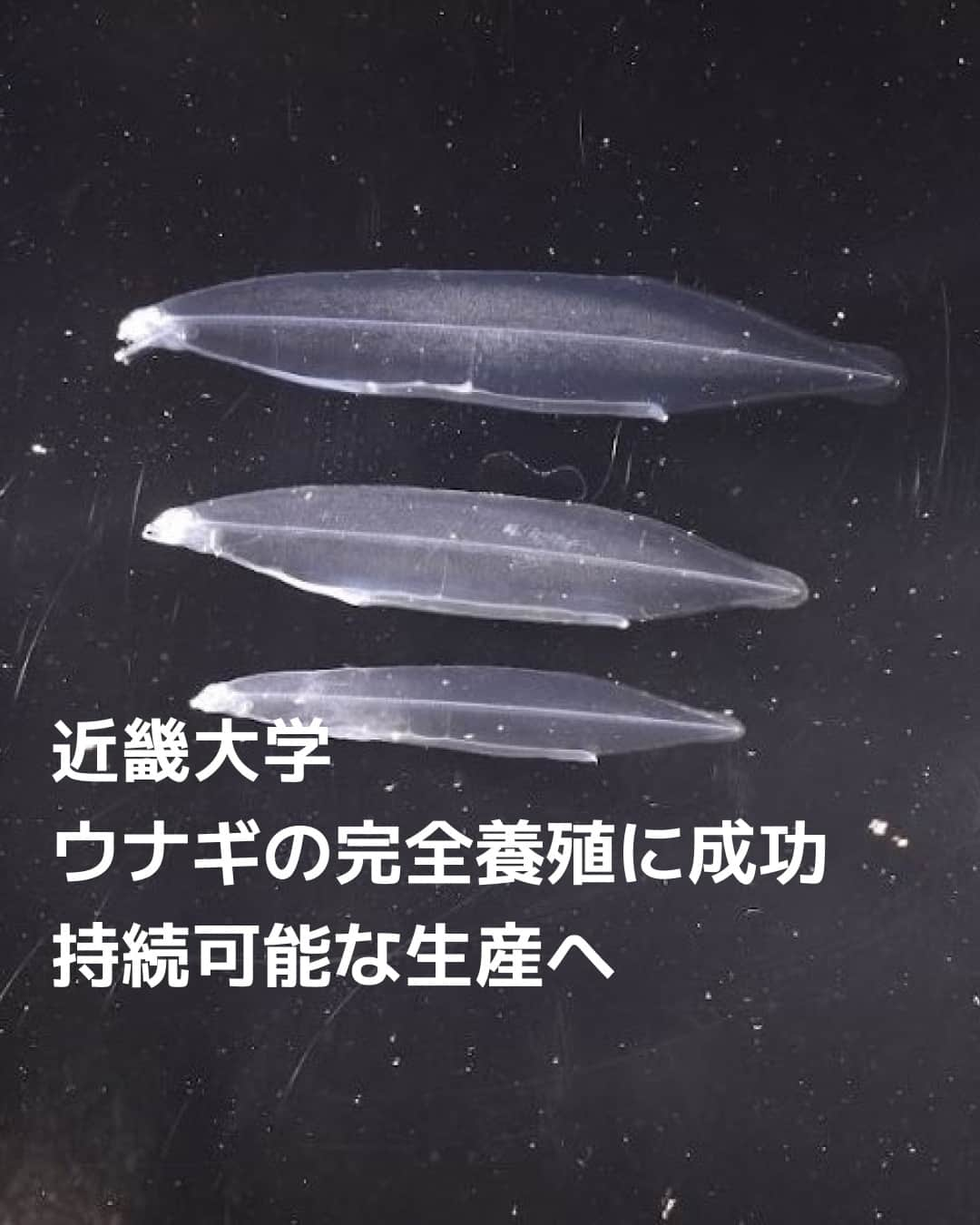 日本経済新聞社さんのインスタグラム写真 - (日本経済新聞社Instagram)「近畿大学水産研究所（和歌山県白浜町）はウナギの完全養殖に成功したと発表しました。卵から人の手で育てた稚魚を親にし、その親からとれた卵をふ化させました。ウナギ養殖に必要な稚魚のシラスウナギは天然の資源量が減っています。完全養殖が実用化できれば安定供給しやすくなり、資源保護にもつながります。⁠（写真は近畿大学水産研究所提供）⁠ ⁠ 詳細はプロフィールの linkin.bio/nikkei をタップ。⁠ 投稿一覧からコンテンツをご覧になれます。⁠→⁠@nikkei⁠ ⁠ #ウナギ #土用の丑の日 #鰻 #蒲焼き #近畿大学 #養殖 #日経電子版 #ニュース」10月27日 8時00分 - nikkei