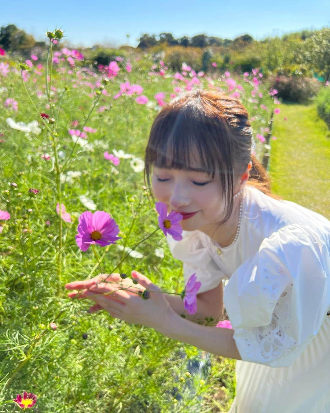 早川愛のインスタグラム：「💐💐💐  今週もお疲れ様でした🩷🩷🩷  コスモスもとってもかわいかった🩷🩷🩷 @hanafantasia87   ・  #コスモス #kosmos #コスモス畑  #清水公園 #花ファンタジア #千葉観光 #千葉お出かけスポット #happy」