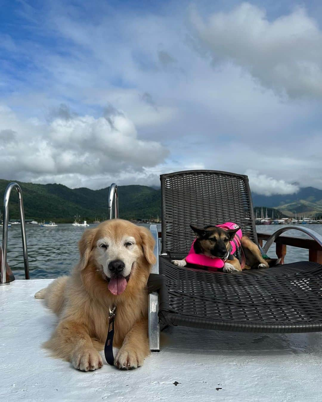 Bobさんのインスタグラム写真 - (BobInstagram)「E hoje é dia de TBT e vamos falar de um dos destinos que mais gostamos! Paraty - RJ  A @pousada_pontal_gardens é um charme, fica pertinho do centro histórico e com eles é possível agendar passeios pela cidade e o melhor, passeio de barco! Visitando praias paradisíacas 🏖️ Nos destaques vocês encontram mais de como foi nossa hospedagem e dicas da cidade, incluindo os passeios e gastronomia .  #ExpediçõesOlaPet  . 📍Paraty-RJ @pousada_pontal_gardens  . Realização: @olapet.friendly  . Apoio: @elancopetsbr  @avertsaudeanimal」10月27日 8時16分 - bob_marley_goldenretriever