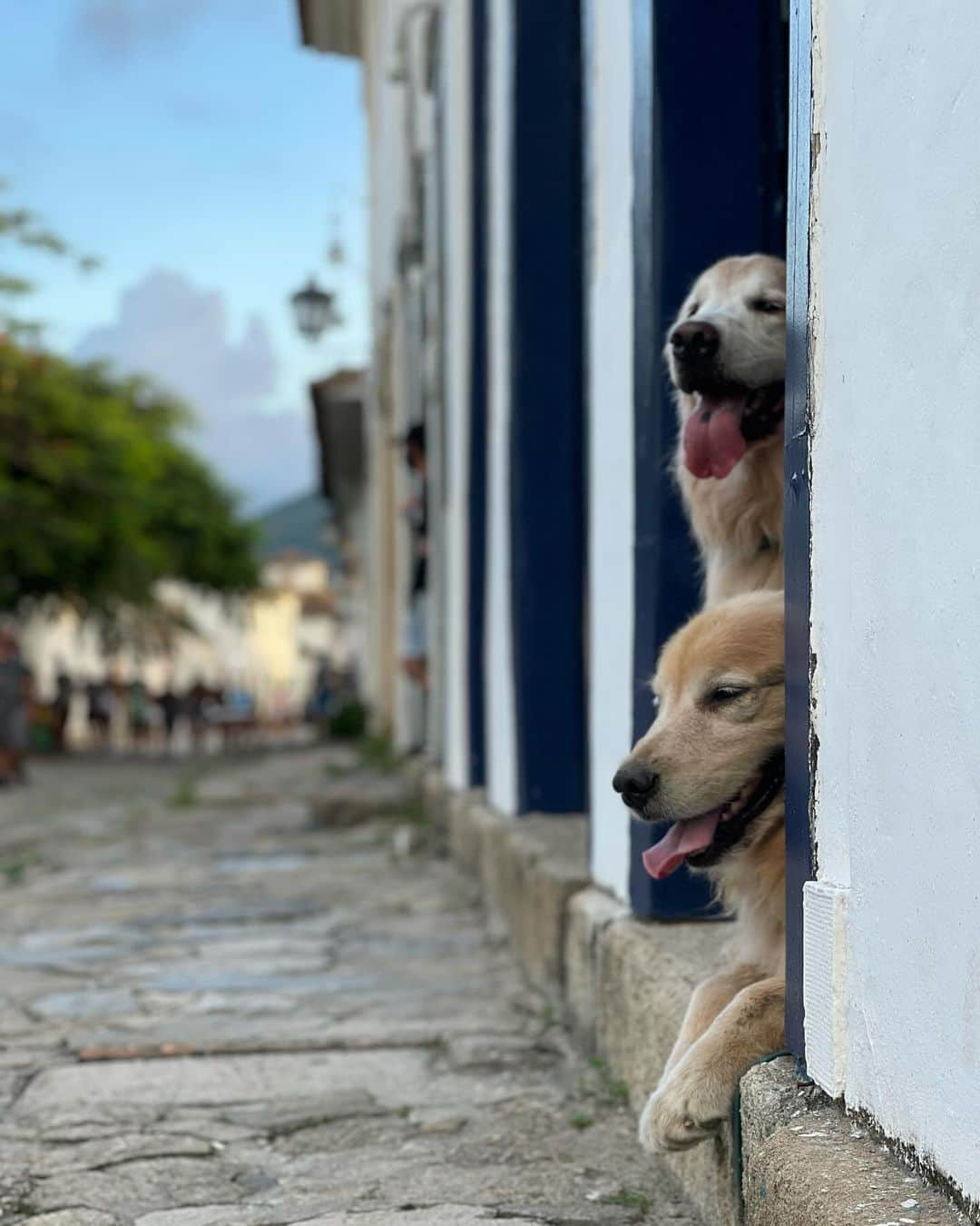 Bobさんのインスタグラム写真 - (BobInstagram)「E hoje é dia de TBT e vamos falar de um dos destinos que mais gostamos! Paraty - RJ  A @pousada_pontal_gardens é um charme, fica pertinho do centro histórico e com eles é possível agendar passeios pela cidade e o melhor, passeio de barco! Visitando praias paradisíacas 🏖️ Nos destaques vocês encontram mais de como foi nossa hospedagem e dicas da cidade, incluindo os passeios e gastronomia .  #ExpediçõesOlaPet  . 📍Paraty-RJ @pousada_pontal_gardens  . Realização: @olapet.friendly  . Apoio: @elancopetsbr  @avertsaudeanimal」10月27日 8時16分 - bob_marley_goldenretriever