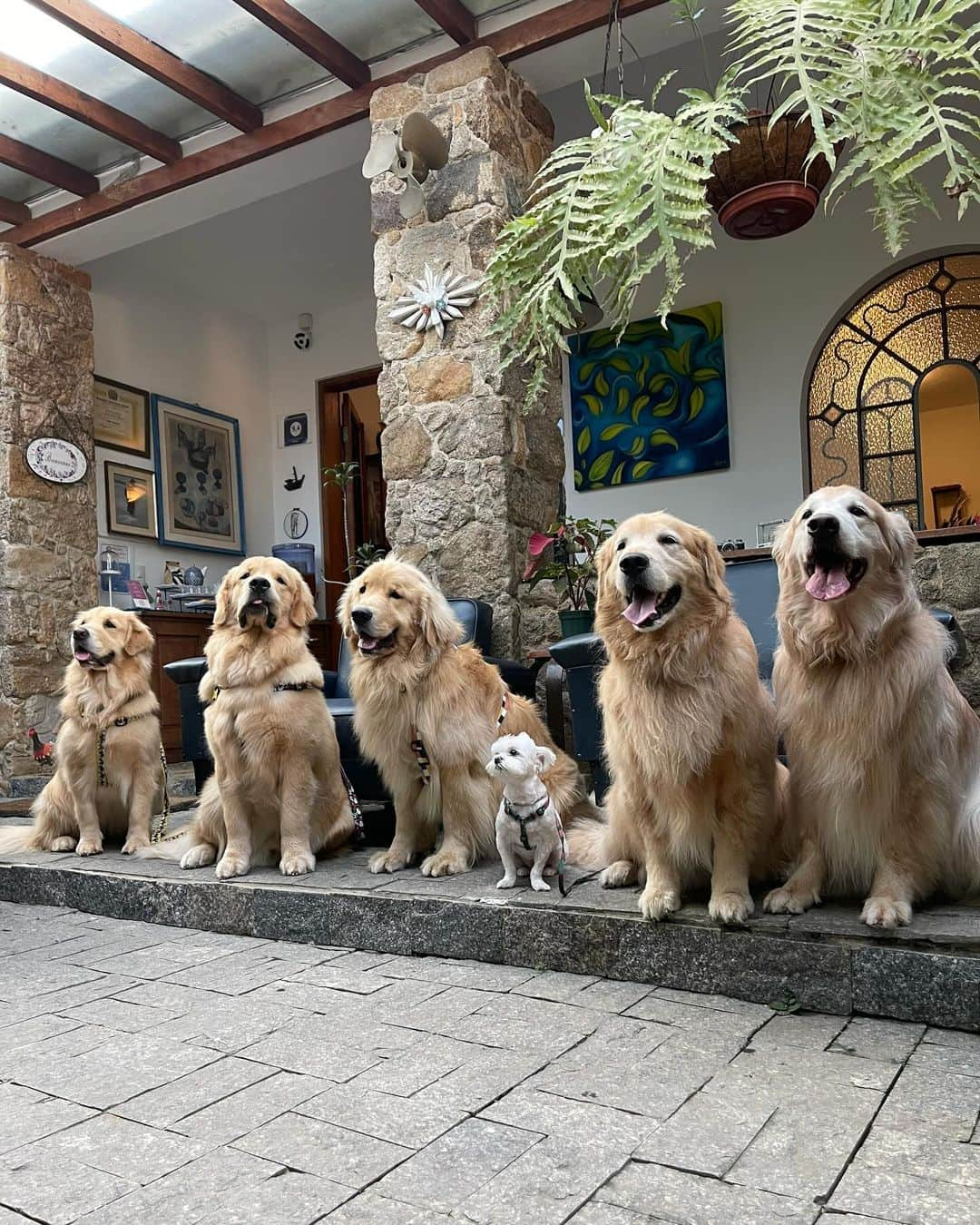 Bobさんのインスタグラム写真 - (BobInstagram)「E hoje é dia de TBT e vamos falar de um dos destinos que mais gostamos! Paraty - RJ  A @pousada_pontal_gardens é um charme, fica pertinho do centro histórico e com eles é possível agendar passeios pela cidade e o melhor, passeio de barco! Visitando praias paradisíacas 🏖️ Nos destaques vocês encontram mais de como foi nossa hospedagem e dicas da cidade, incluindo os passeios e gastronomia .  #ExpediçõesOlaPet  . 📍Paraty-RJ @pousada_pontal_gardens  . Realização: @olapet.friendly  . Apoio: @elancopetsbr  @avertsaudeanimal」10月27日 8時16分 - bob_marley_goldenretriever