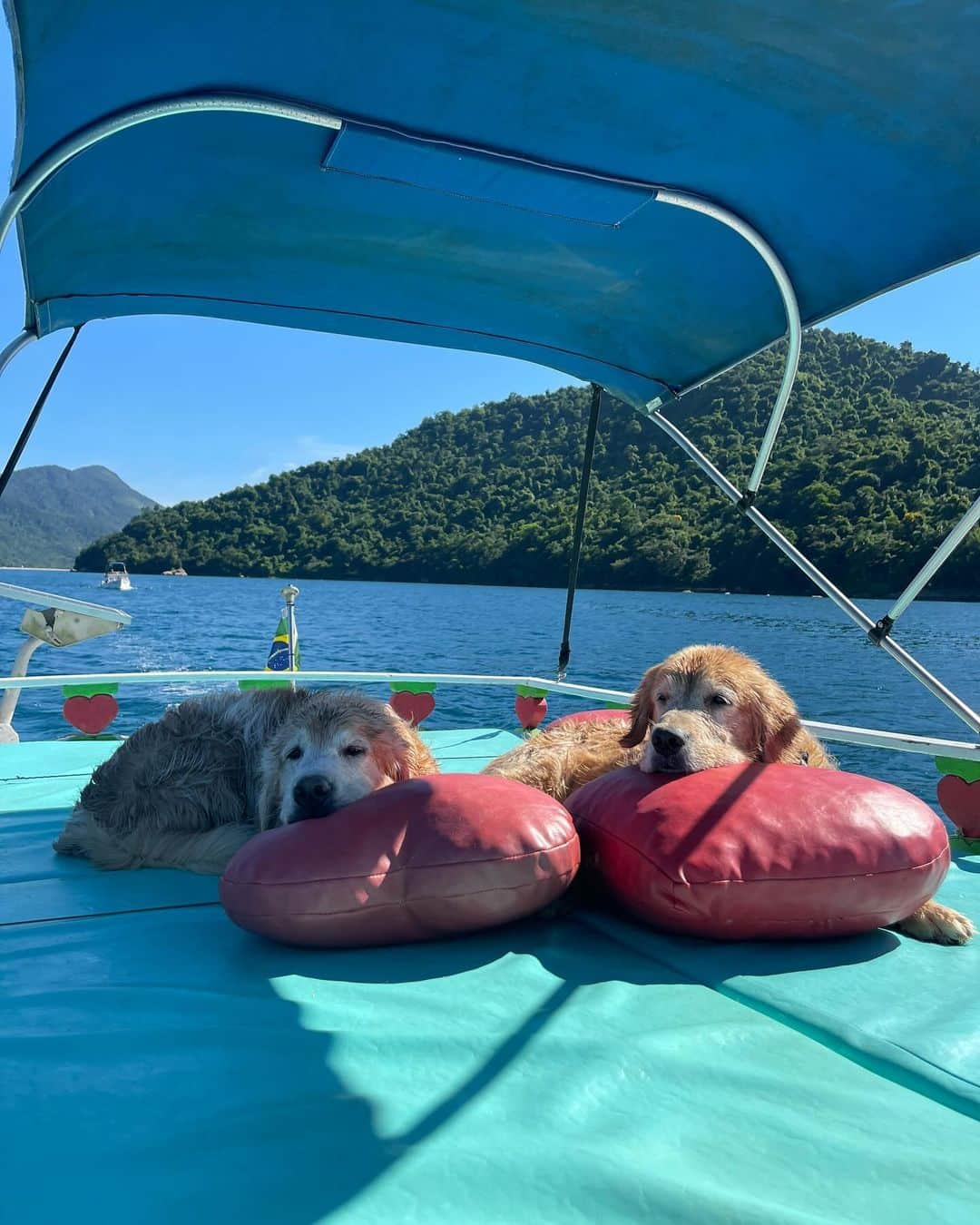 Bobさんのインスタグラム写真 - (BobInstagram)「E hoje é dia de TBT e vamos falar de um dos destinos que mais gostamos! Paraty - RJ  A @pousada_pontal_gardens é um charme, fica pertinho do centro histórico e com eles é possível agendar passeios pela cidade e o melhor, passeio de barco! Visitando praias paradisíacas 🏖️ Nos destaques vocês encontram mais de como foi nossa hospedagem e dicas da cidade, incluindo os passeios e gastronomia .  #ExpediçõesOlaPet  . 📍Paraty-RJ @pousada_pontal_gardens  . Realização: @olapet.friendly  . Apoio: @elancopetsbr  @avertsaudeanimal」10月27日 8時16分 - bob_marley_goldenretriever