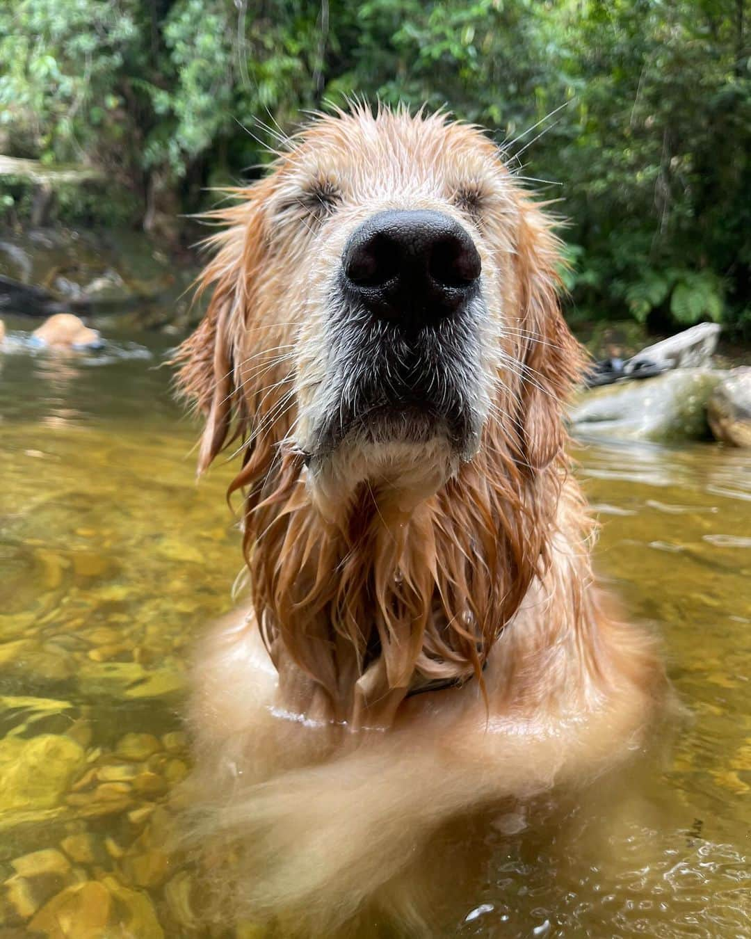 Bobさんのインスタグラム写真 - (BobInstagram)「E hoje é dia de TBT e vamos falar de um dos destinos que mais gostamos! Paraty - RJ  A @pousada_pontal_gardens é um charme, fica pertinho do centro histórico e com eles é possível agendar passeios pela cidade e o melhor, passeio de barco! Visitando praias paradisíacas 🏖️ Nos destaques vocês encontram mais de como foi nossa hospedagem e dicas da cidade, incluindo os passeios e gastronomia .  #ExpediçõesOlaPet  . 📍Paraty-RJ @pousada_pontal_gardens  . Realização: @olapet.friendly  . Apoio: @elancopetsbr  @avertsaudeanimal」10月27日 8時16分 - bob_marley_goldenretriever