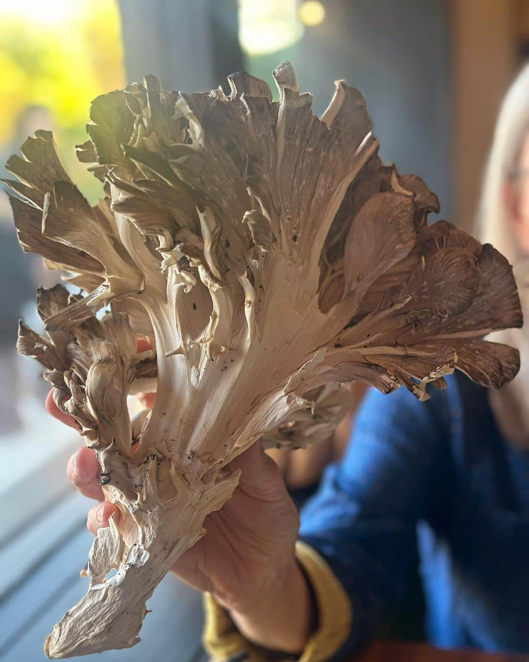 佐竹晃のインスタグラム：「My favorite chef in Asheville gifted me this giant maitake today!  I’m dancing with joy!! Ashevilleで一番のお気に入りのシェフから、今日、この巨大な舞茸をいただきました！ 嬉しくてダンスしてます！！ (Maitake” means dancing mushroom in Japanese. The mushroom is said to have gotten its name after people danced with happiness upon finding it in the wild) . #舞茸 #maitake #maitakemushrooms #dancingmashroom」