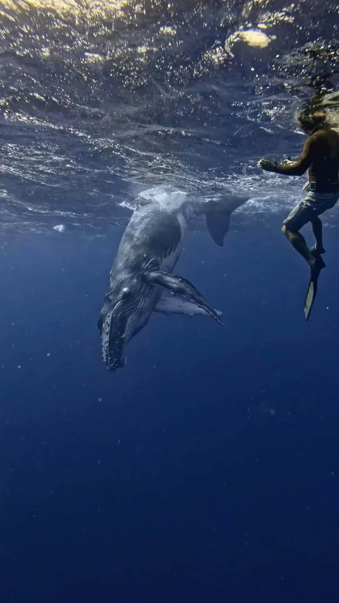 Live To Exploreのインスタグラム：「Curious humpback calf exploring the surface captured by @wandering.westerner! 😍  💡Humpback whales are one of the most popular tourist attractions in French Polynesia, and humpback calves are especially sought-after by visitors. These gentle giants are known for their playful behavior and their beautiful songs.  Spread the travel inspiration by sharing this post with your fellow explorers!😍  🎥 : @wandering.westerner 📍: French Polynesia」