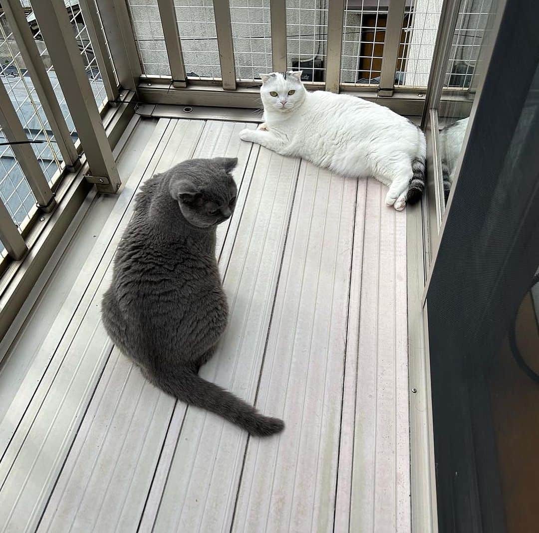KAORUさんのインスタグラム写真 - (KAORUInstagram)「おはにゃん🤗  #諭吉 多め🤭 動画は #ハウス 揺らしながらの #フミゴロ 🥰  ベランダで寝てたのに母ちゃんの横に来て寝る #幸来 ちゃん🥰  #諭吉と幸来  #ゆきさく #猫のいる暮らし」10月27日 8時57分 - yukisaku_88