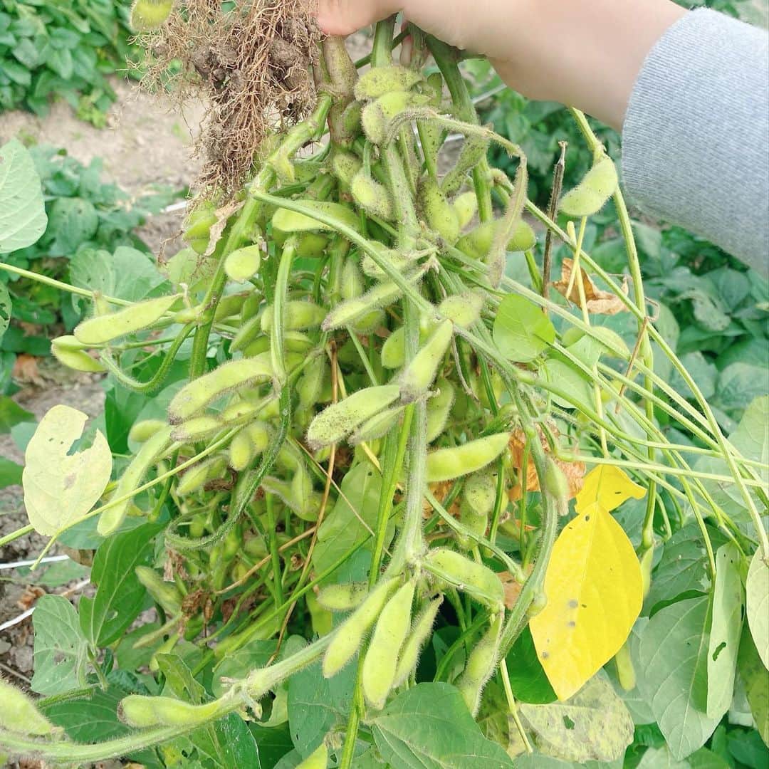 阿部純子さんのインスタグラム写真 - (阿部純子Instagram)「🫛🫛  知り合いの農園へ行って 根っこから枝豆を獲りました✨🙌  枝からさやを切り離す作業が大変でしたが 香り高く、とっても美味しかったです♡😍 離乳食が始まっているので なんとか食べてもらえてよかった…🙏🙏  農園で咲いていたダリヤの花。 土の上に咲いている姿を初めてみました🎶」10月27日 9時11分 - junkoabe_official