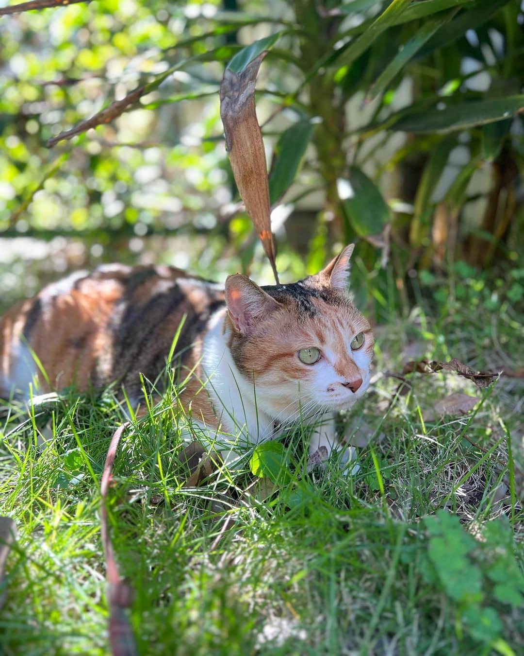 山田稔明のインスタグラム：「おはよ。秋の日差しは優し。 #ポチ実 #三毛猫」